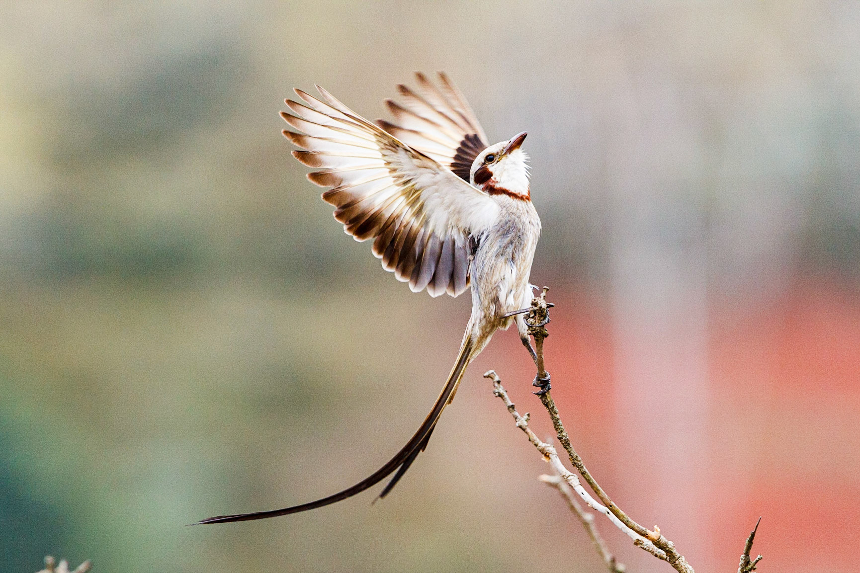 Streamer-tailed Tyrant doing his hopeful mating dance, Sao Paulo, Brazil