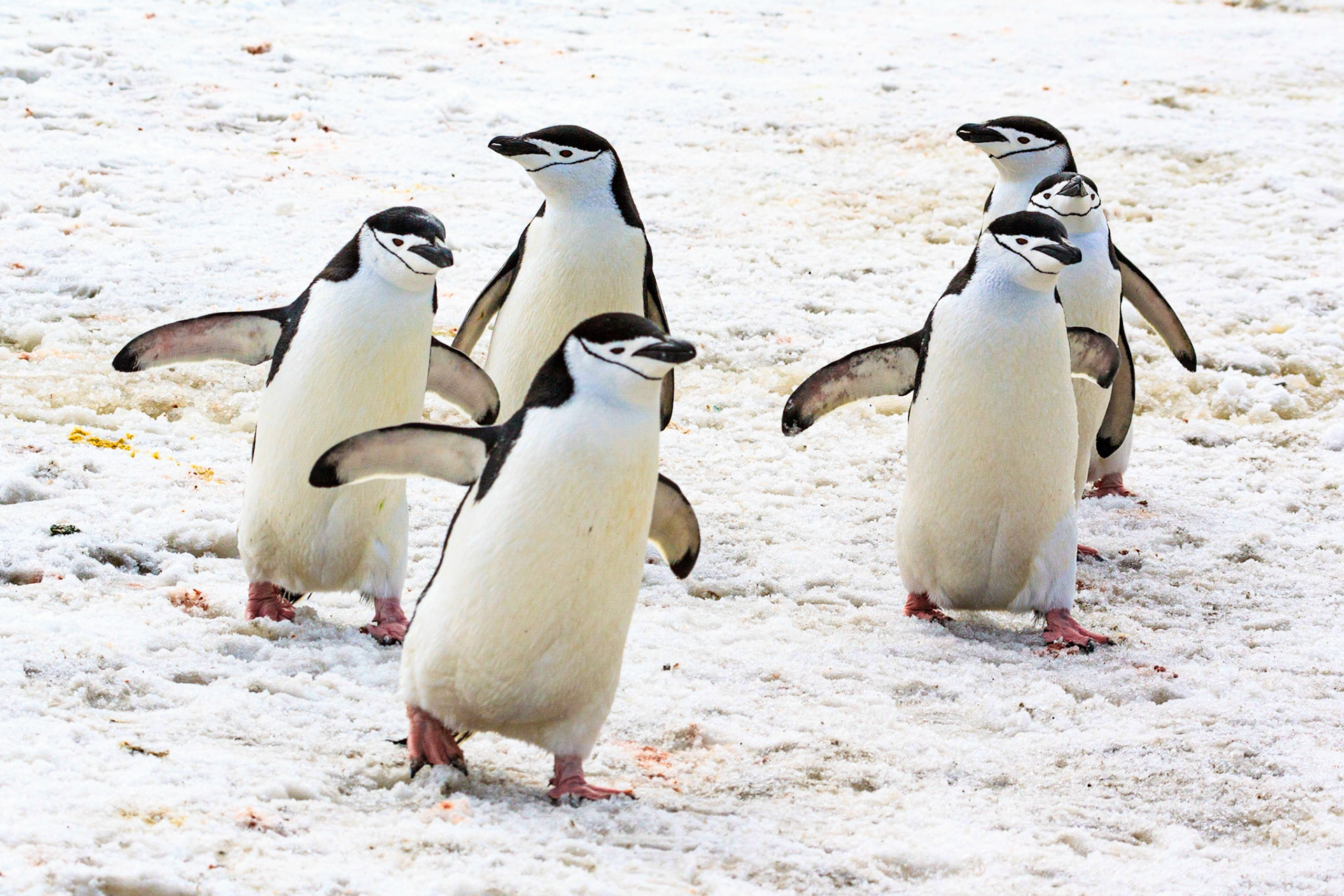 Chinstrap Penguins  (Pygoscelis antarcticus) always appear happy to see you. Bailey Head, Deception Island, South Shetland Islands