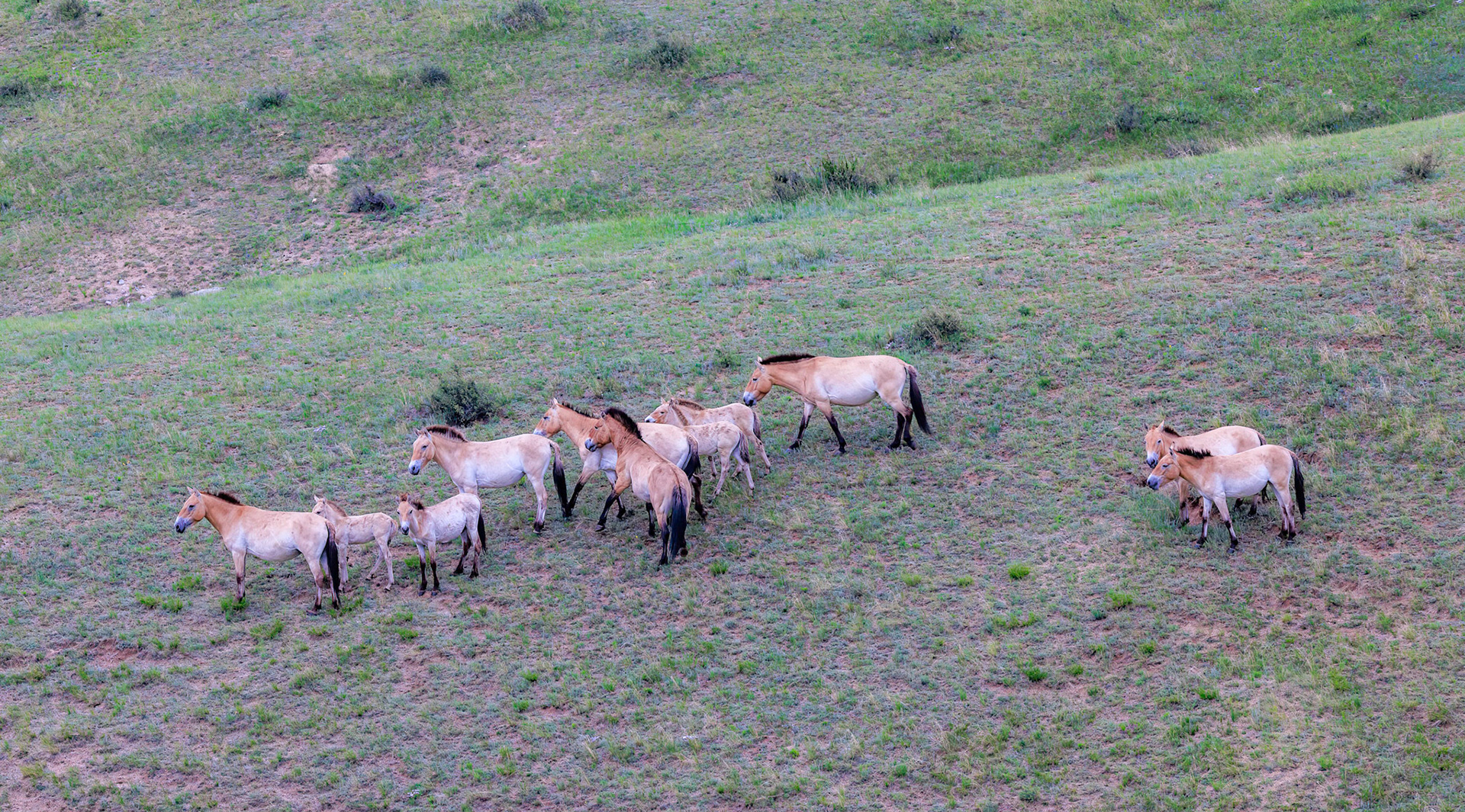 Hustai  National Park- Przewalski stallion interacting with his harem to get them to move away from us