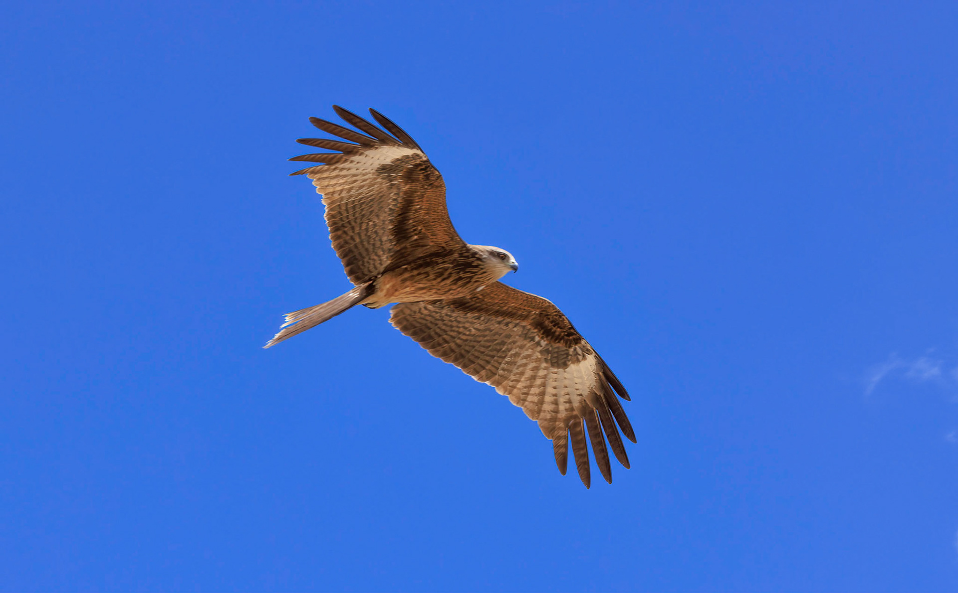Black-eared Kite