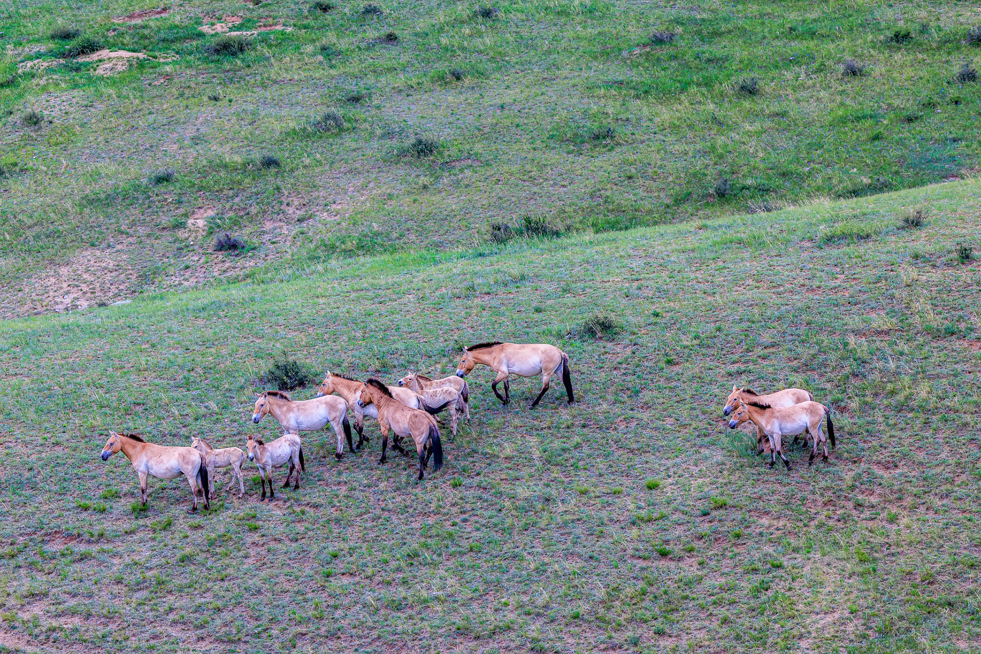 Hustai  National Park- Przewalski stallion interacting with his harem to get them to move away from us