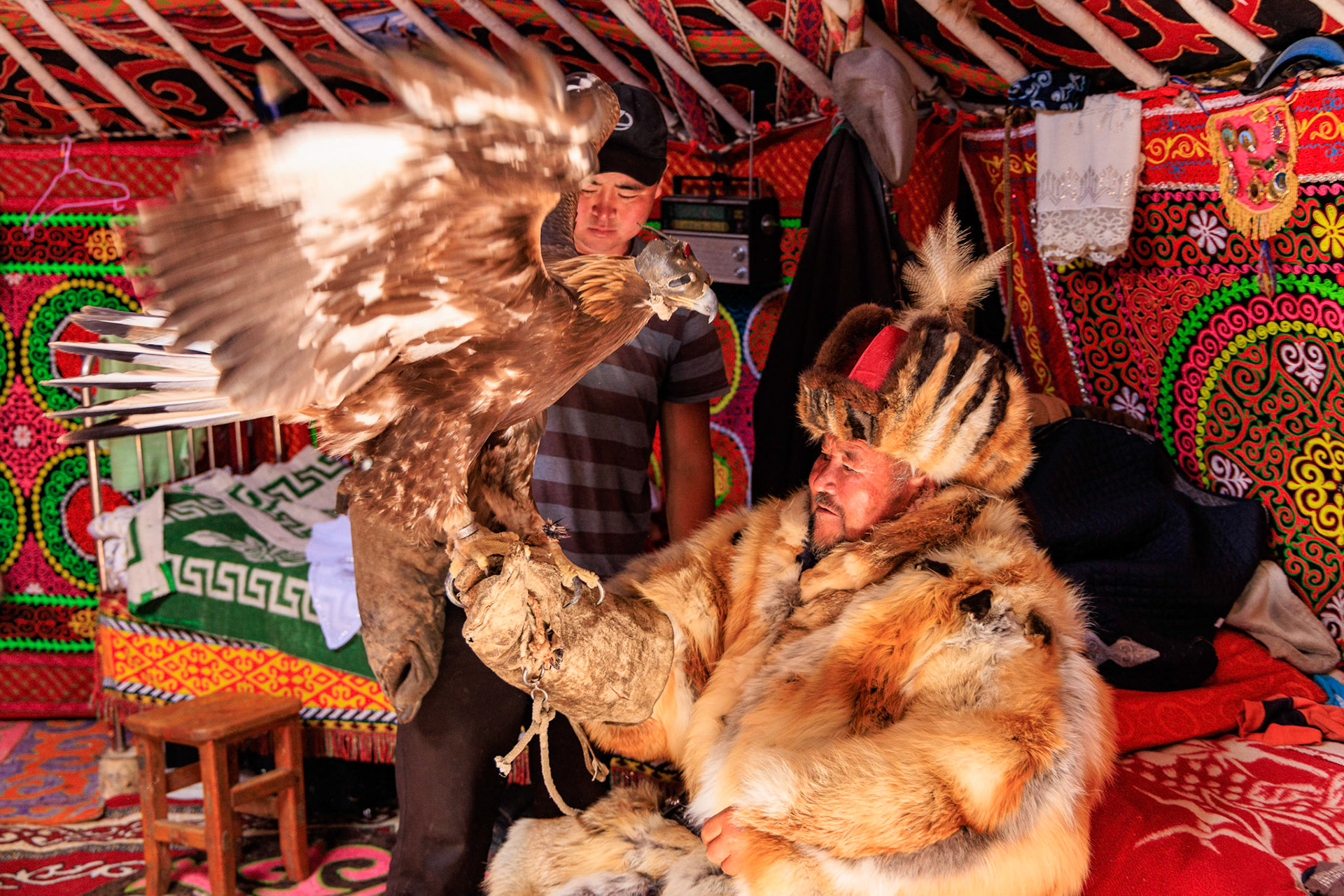 Kazakh Eagle Hunter Sailua, dressed for the hunt,  with his Golden Eagle inside of his Ger