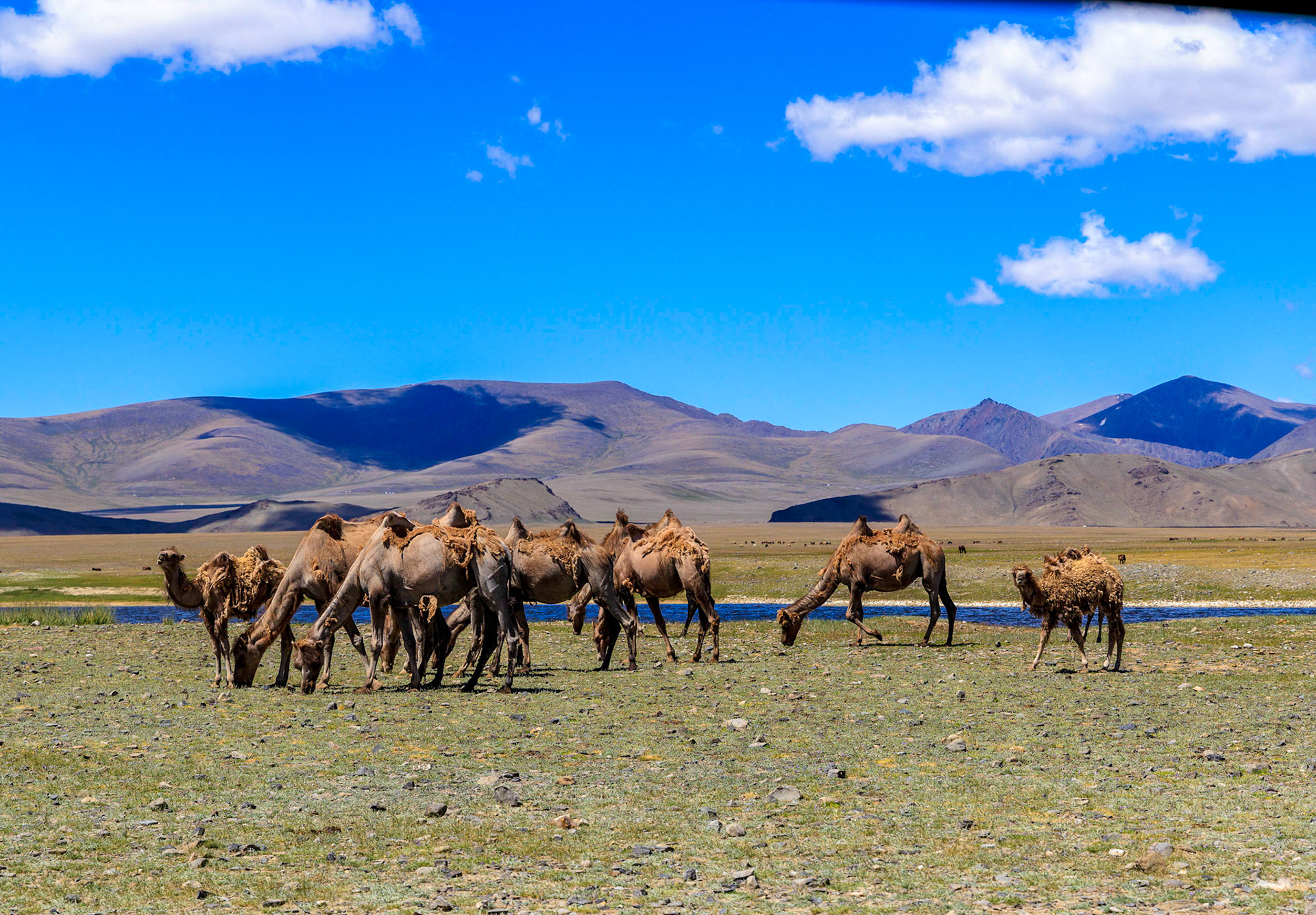 Wild Bacterian Camels in Westerm Mongolia