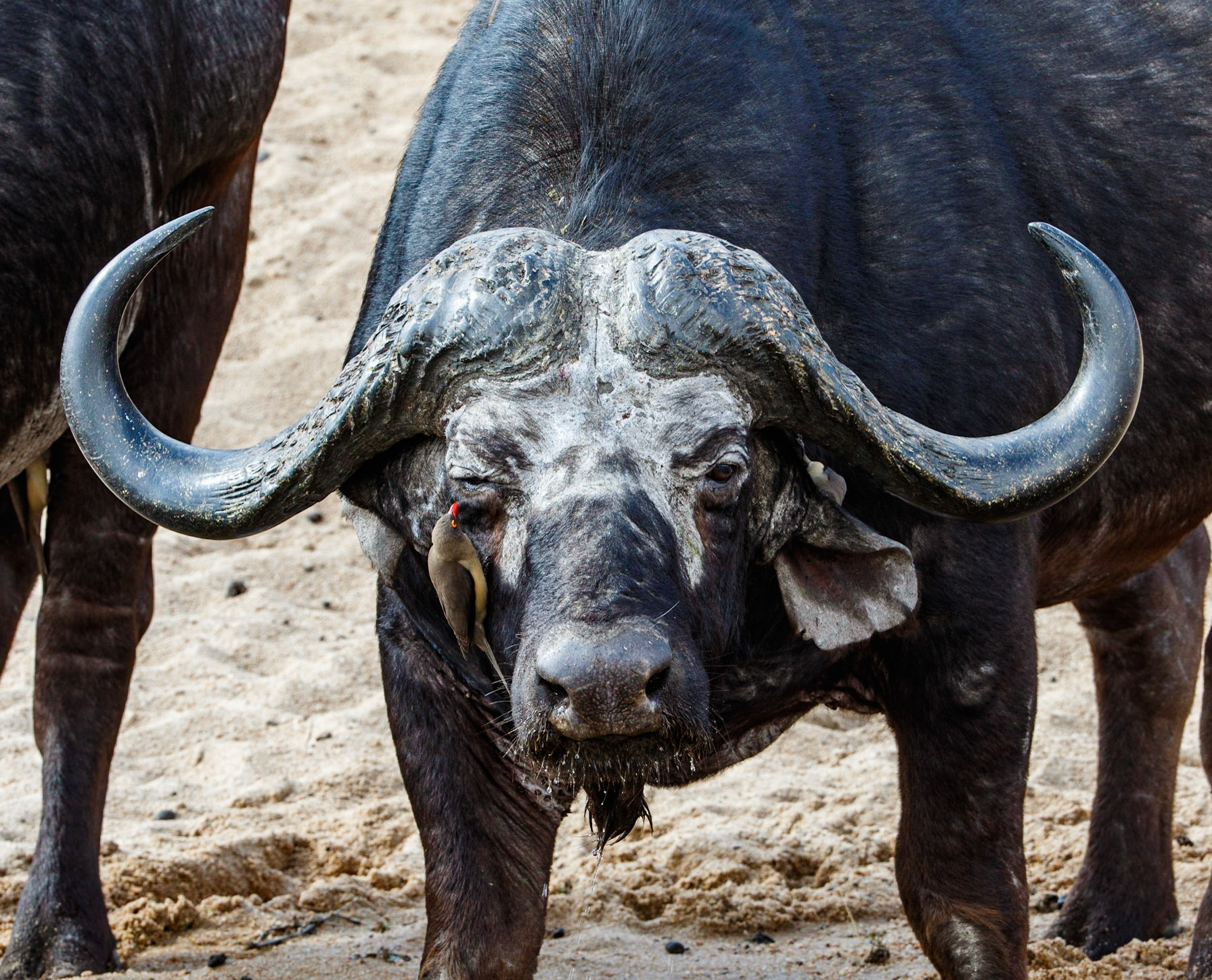 African Cape Buffalo getting facial from a Red-billed Oxpecker, Mala Mala Game Camp, South Africa.