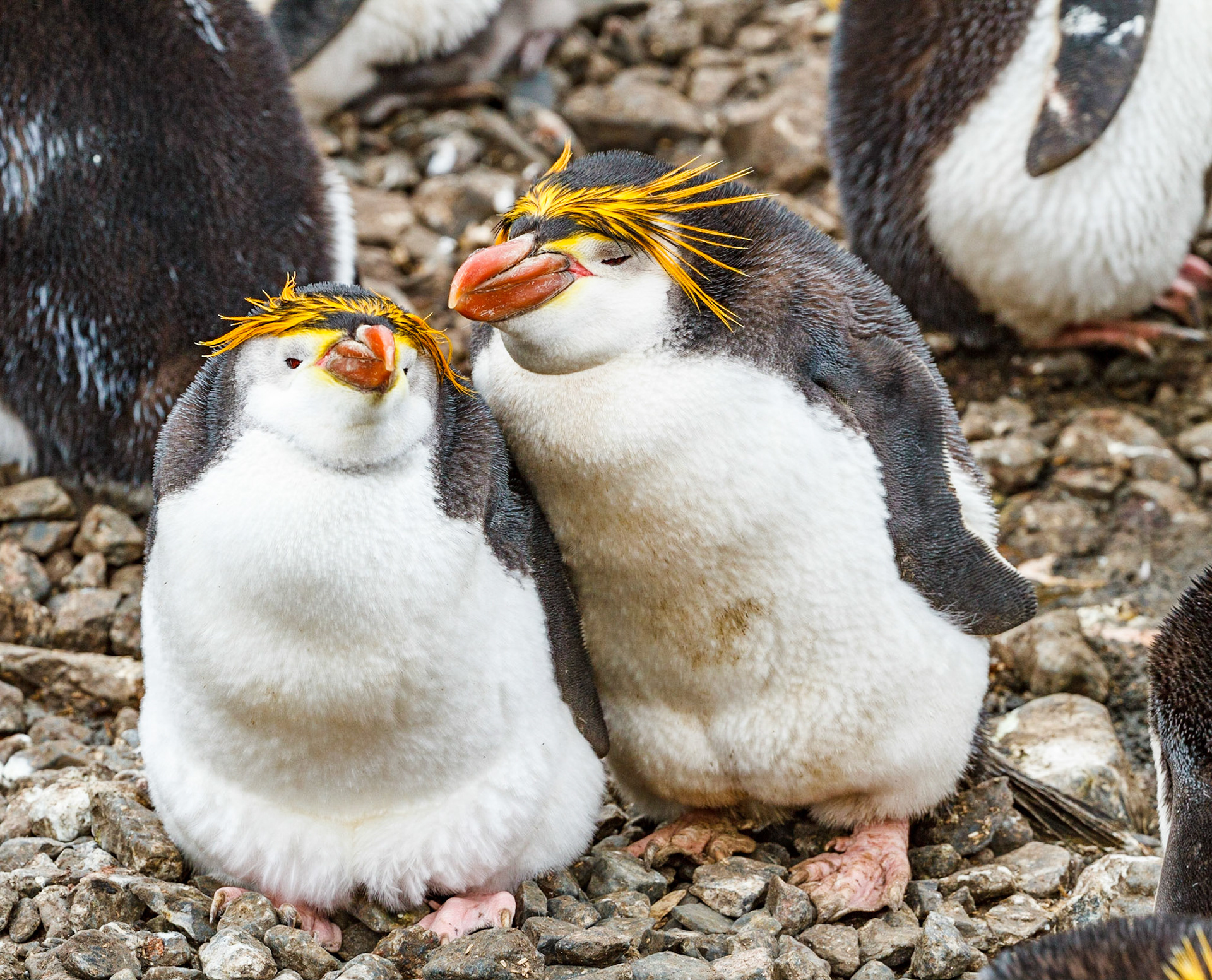 Royal Penguin couple in a moment of bliss, Macquarie Island, Australia