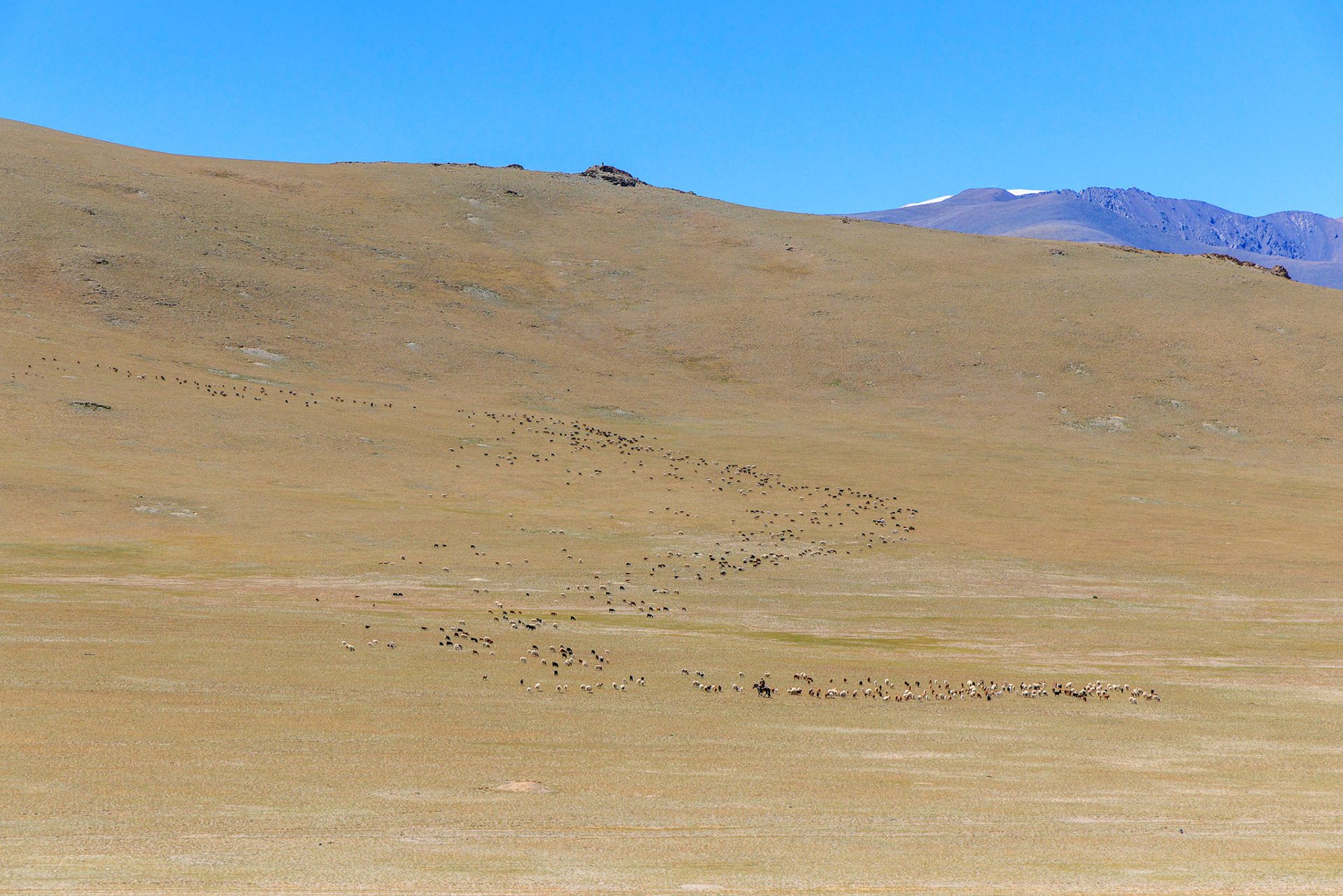 The nomadic Kazakhs of Western Mongolia maintain large herds of sheep and goats.
