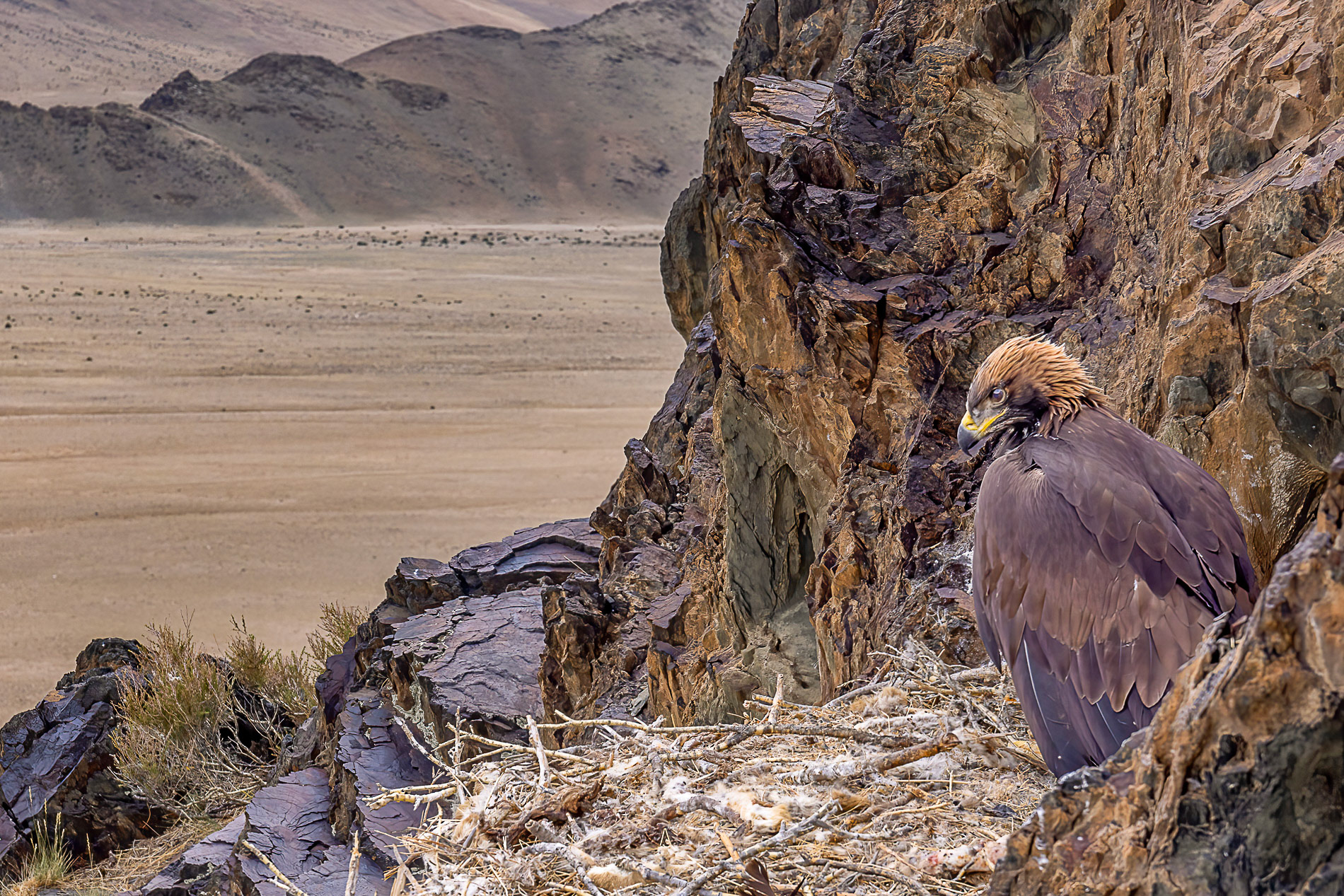 Art Wolfe's Golden eagle on nest photo