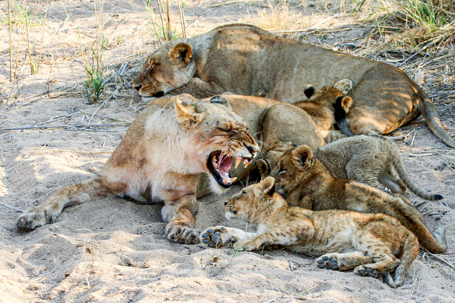 Lioness growling at the cubs telling them the milk bar is not open! They are constantly trying to get another shot of milk.