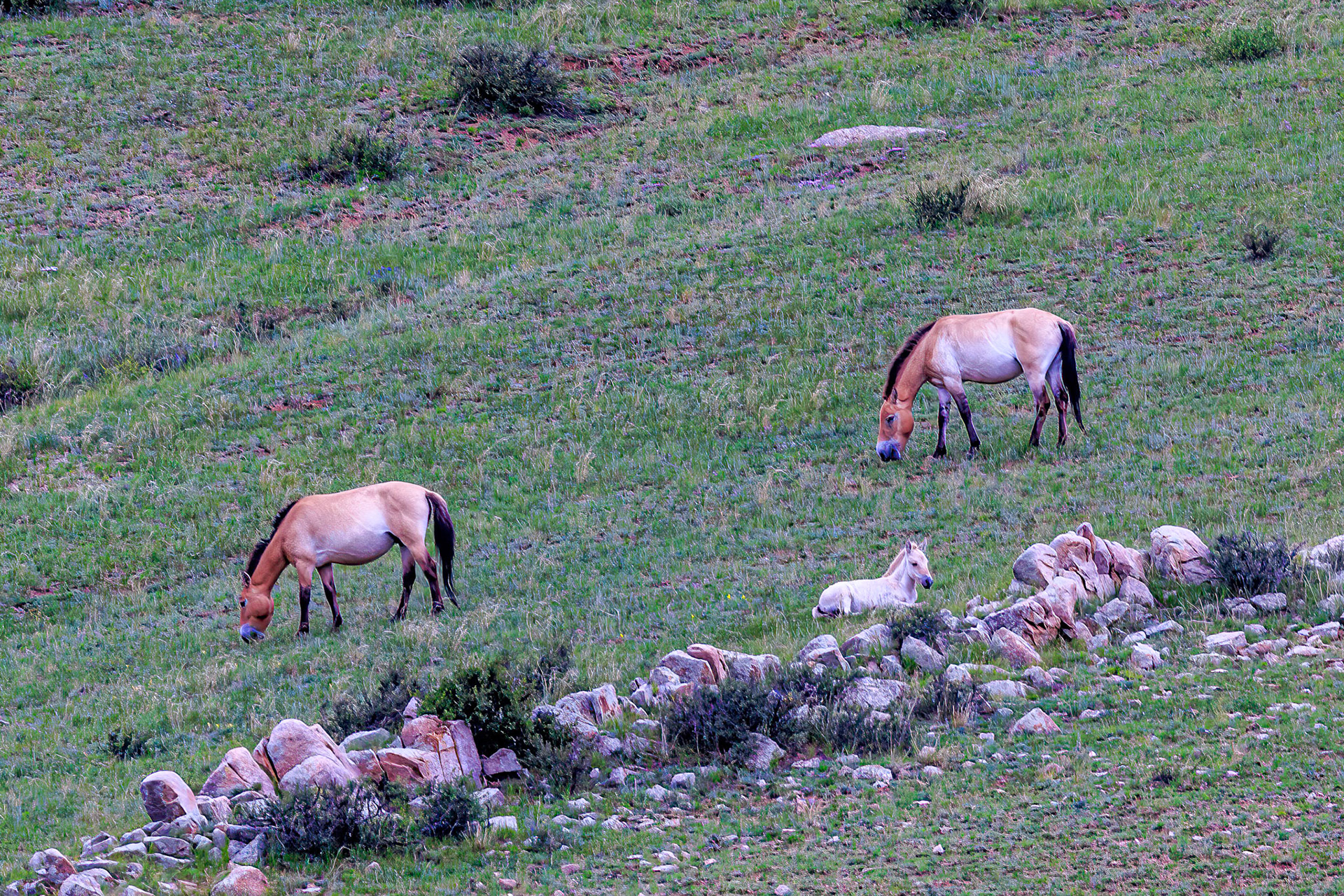 Hustai  National Park, two Przewalksi mares and a foal