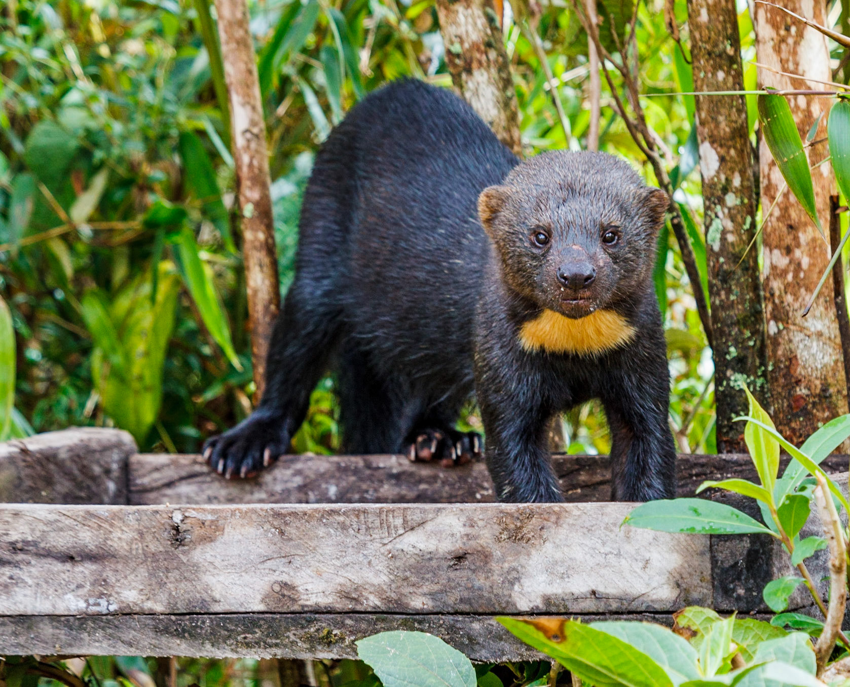 Tayra, Abra Patricia, Peru. The Tayra (Eira barbara), is an omnivorous animal from the weasel family, native to the Americas. Tayras are also known as the tolomuco or perico ligero in Central America, motete in Honduras, irara in Brazil, san hol or viejo de monte in the Yucatan Peninsula, and high-woods dog (or historically chien bois) in Trinidad.