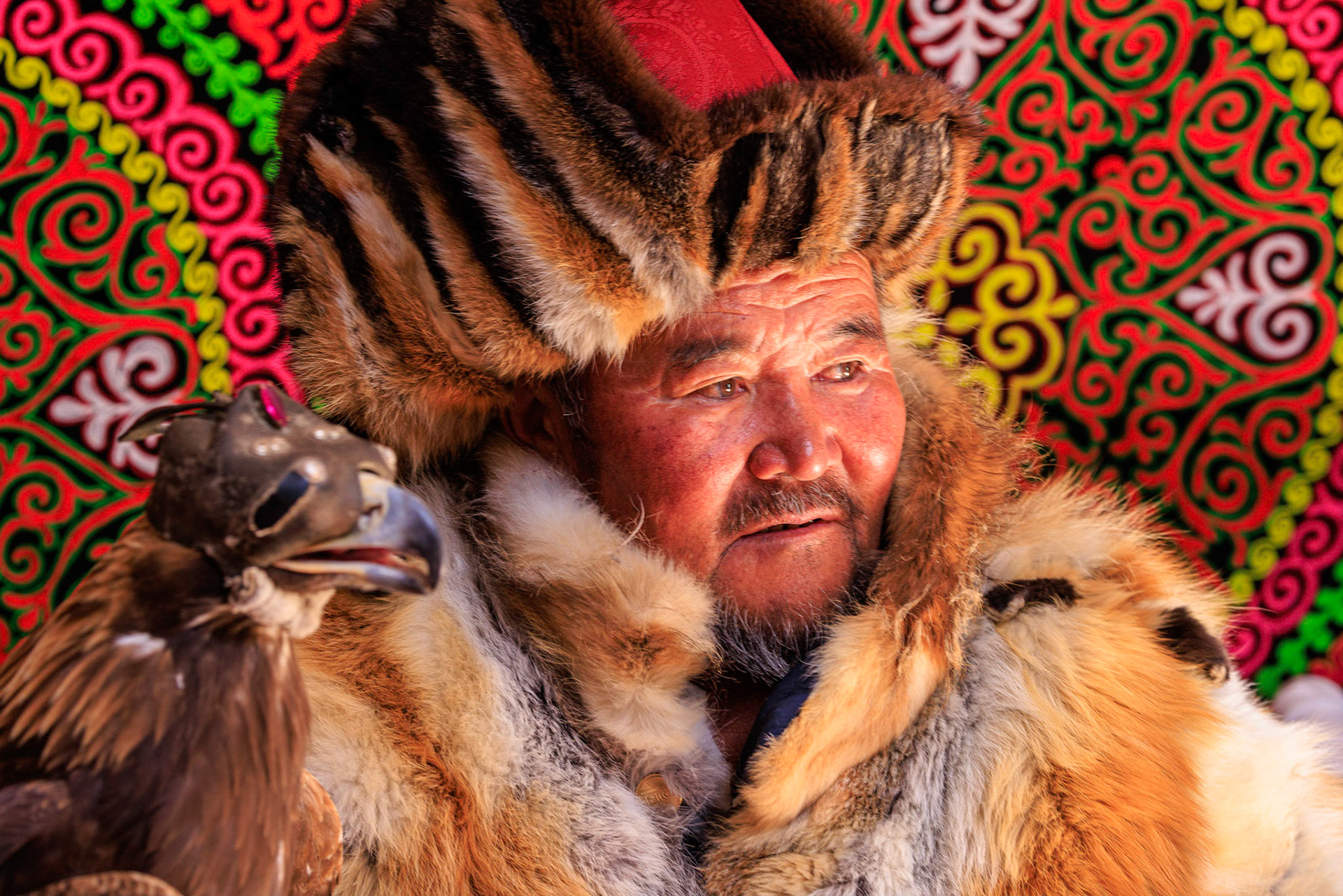 Kazakh Eagle Hunter Sailua, dressed for the hunt,  with his Golden Eagle inside of his Ger