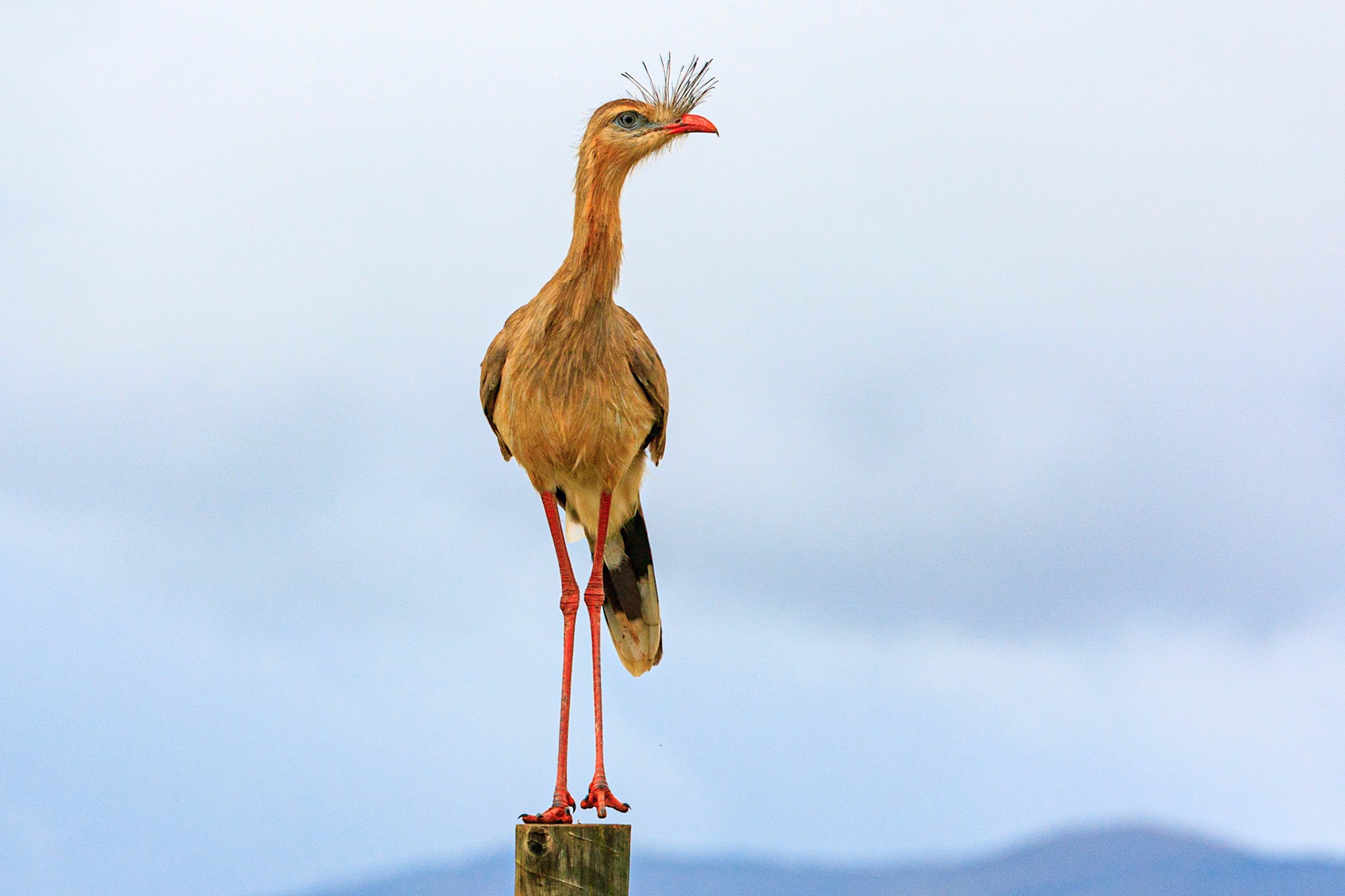 Red-Legged Seriema, Sao Roque de Minas, Brazil