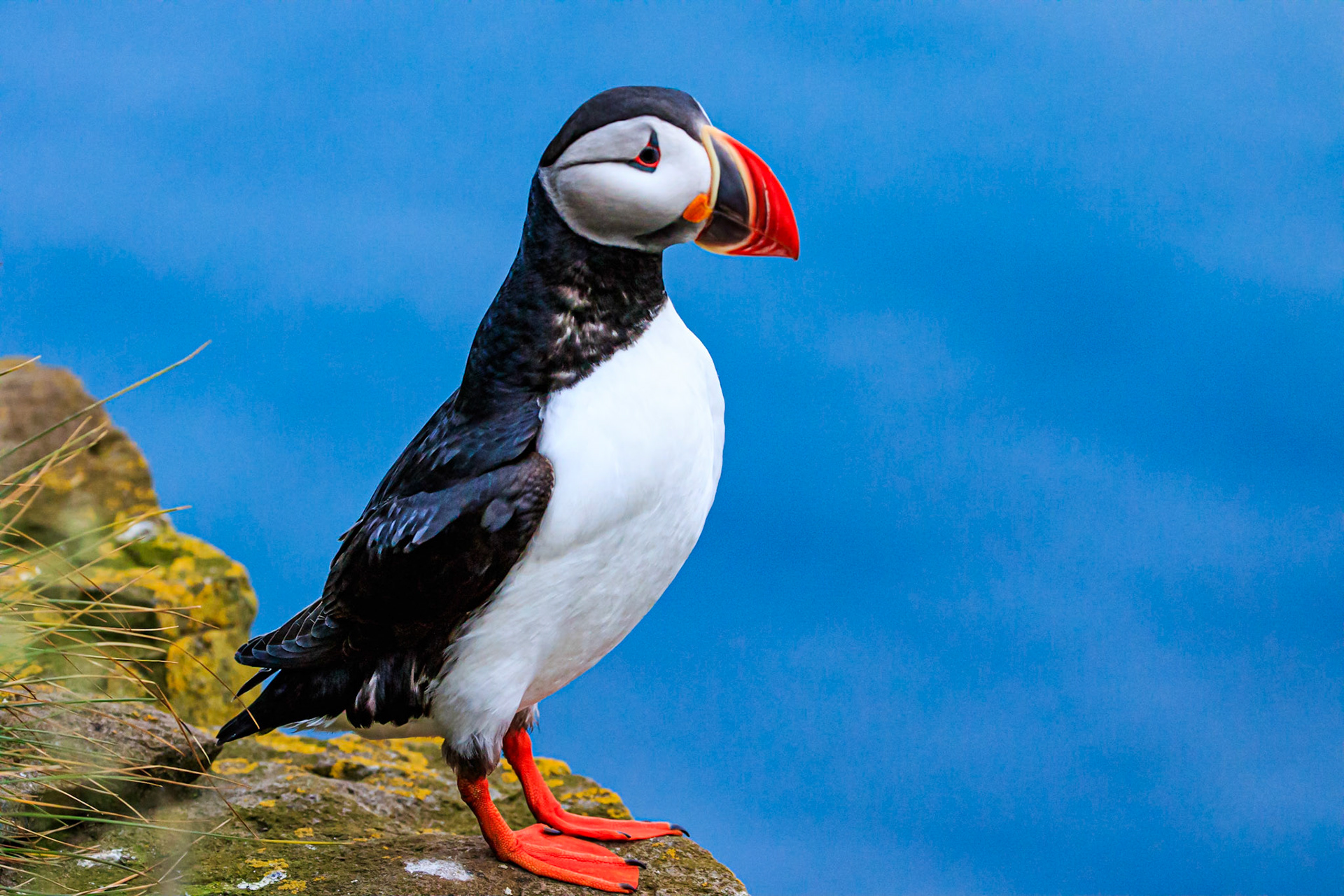 Atlantic Puffin (Fratercula arctica), Latrabjarg Bird Cliffs, West Fjords, Iceland