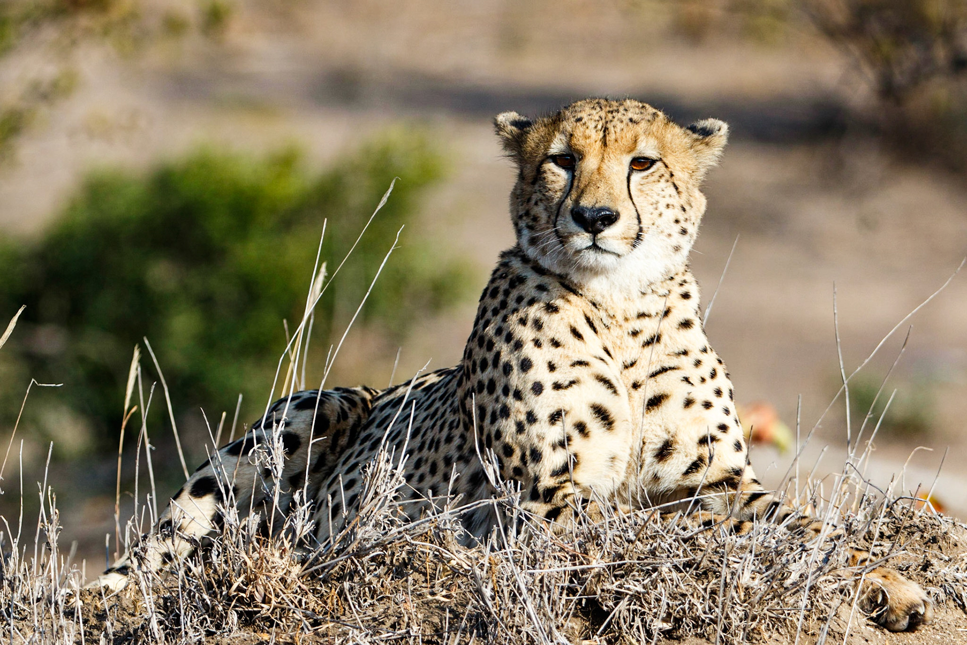 Cheetah, posing and soaking up the morning sun. Mala Mala Game Reserve, South Africa