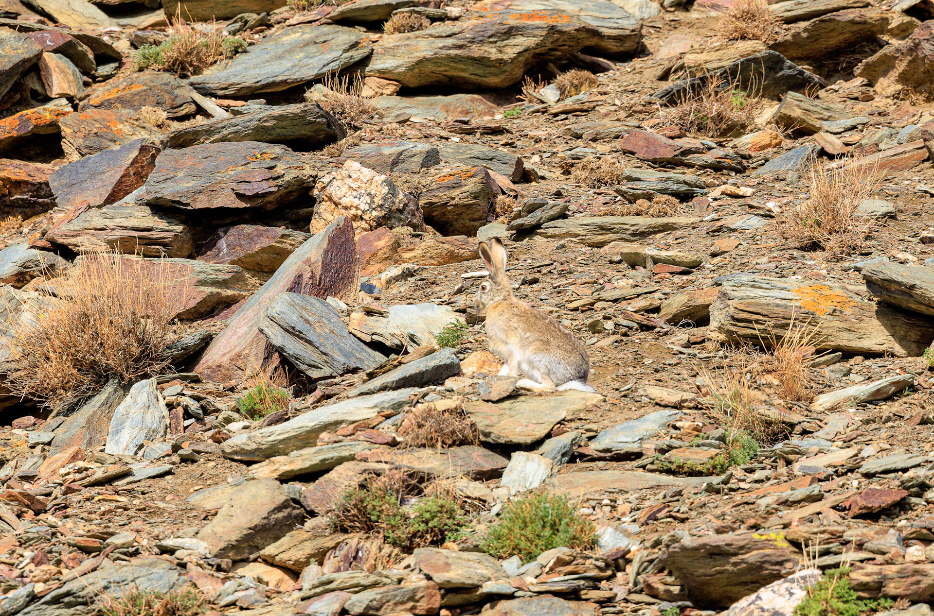 Wildlife! A Tolai Hare ((Lepus tolai Pallus)