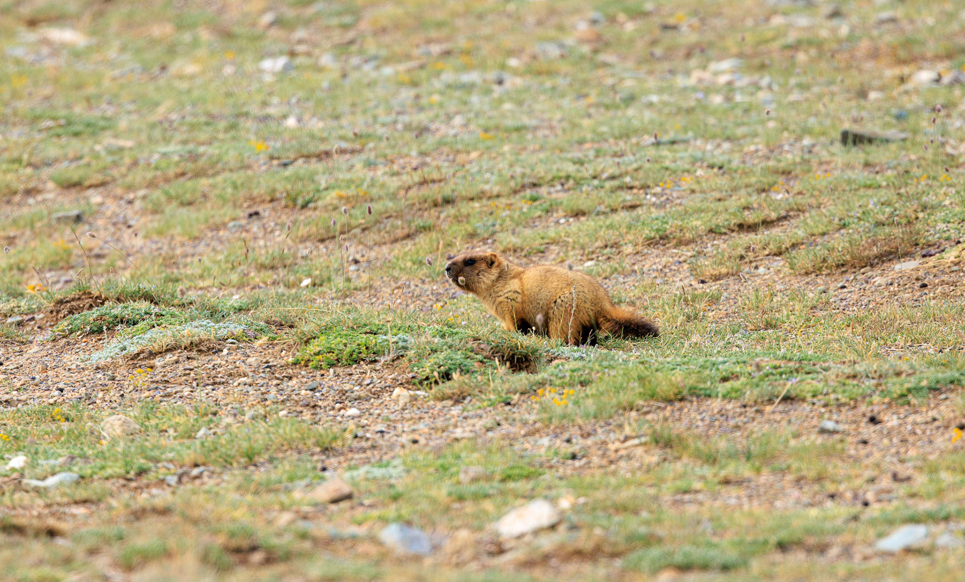 Altai ( Gray) Marmot (Marmota baribacina)