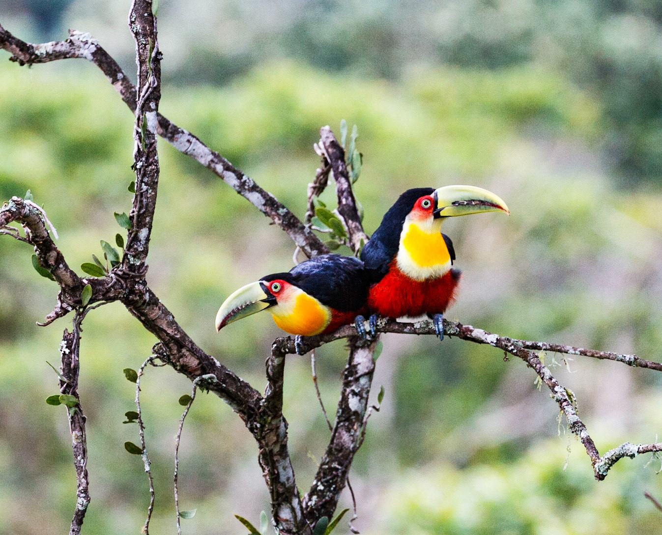 A pair of Red-breasted Toucan also known as Green-billed Toucan. Itataia National Park, Brazil