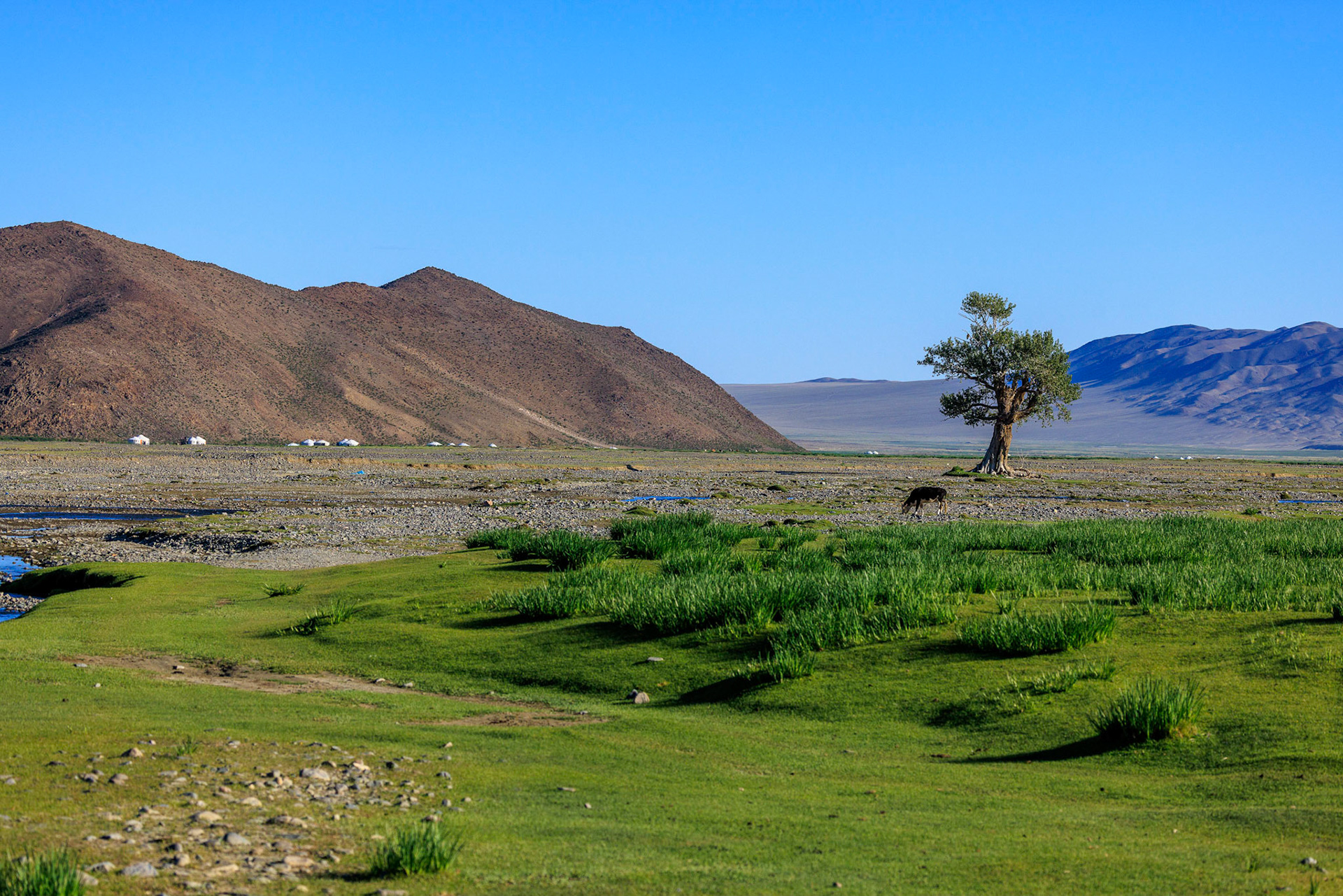 Arrival at Gants Modnii Zuslian (Single Tree) area, Bayan-ölgiy Aimag (Province), Altantsogts Sum (District), Mongolia