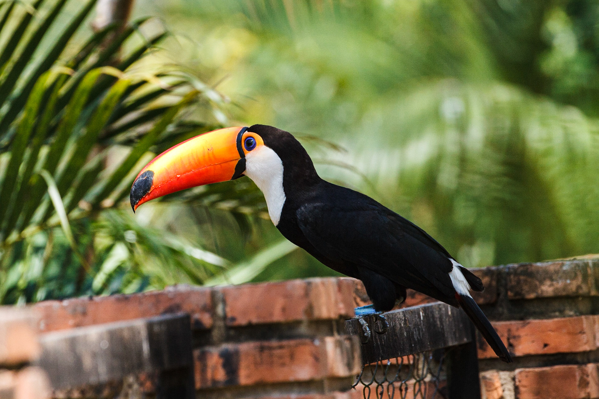 Toco Toucan on the grounds of Hotel Pantanal Norte in the Pantanal of Brazil