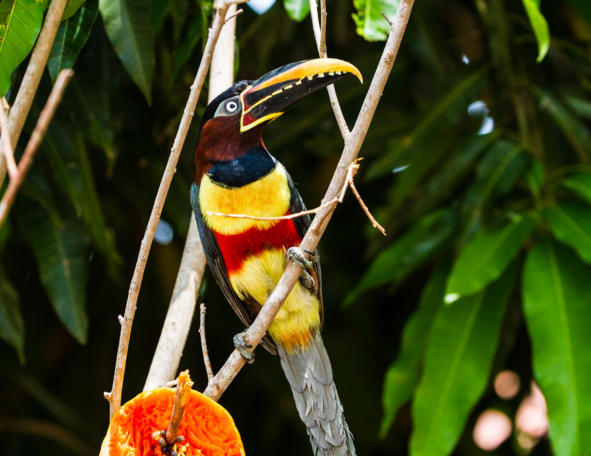 Chestnut-eared Aracari on the grounds of Hotel Mato Grosso, Pantanal Brazil