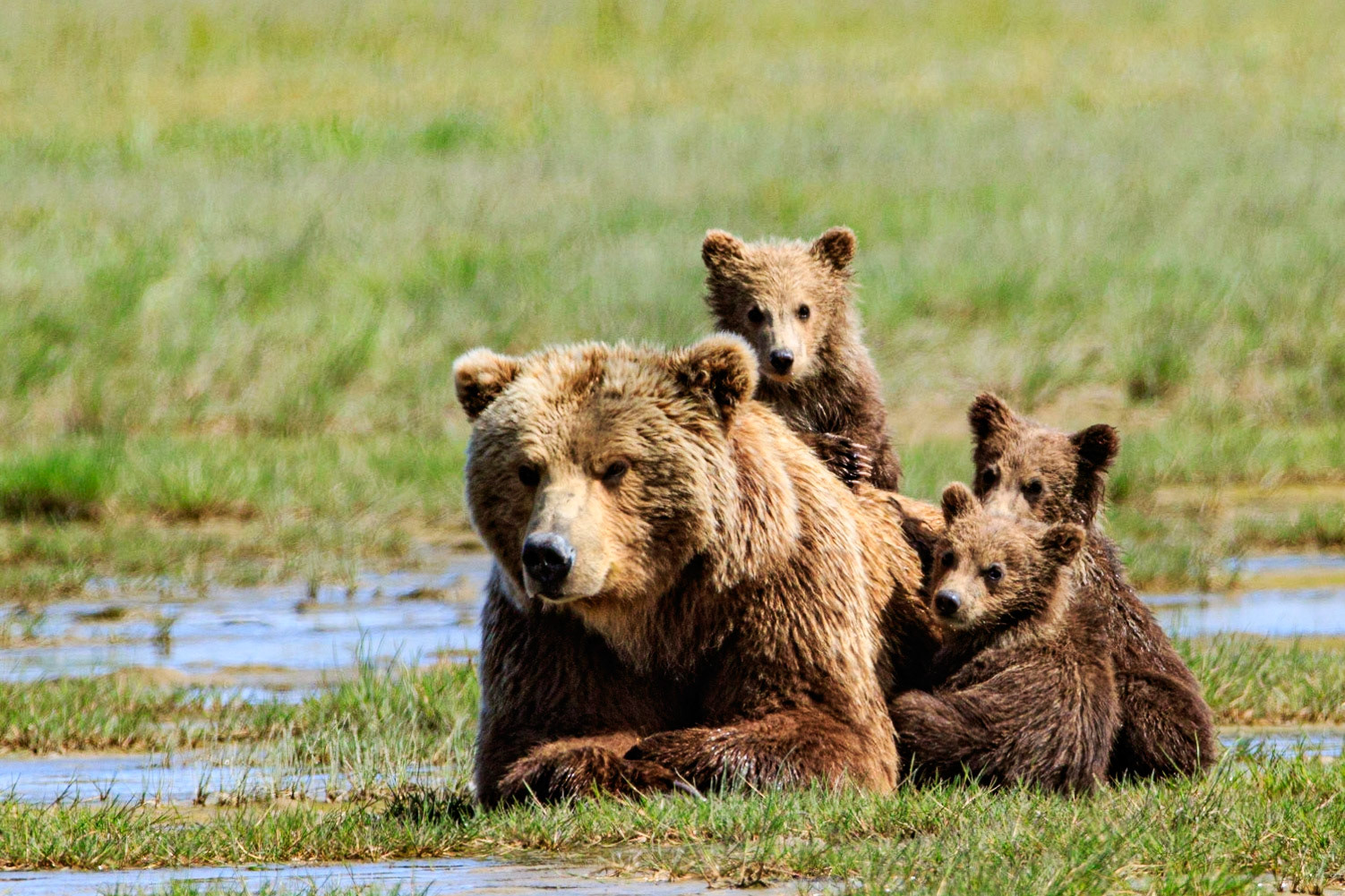 Peninsular Brown Bear (Ursus arctos gyas) in Katmai National Park on the Alaska Penisula. Considered by some biologists to be same subspecies as U. a. middendorffi, the Kodiak Bear. The Kodiak Bear is the largest subspecies of brown bear, with other coastal brown bears potentially reaching nearly as large. In North America, two types of the subspecies  are generally recognized—the coastal brown bear and the inland grizzly bear; these two types broadly define the range of sizes of all brown bear subspecies.