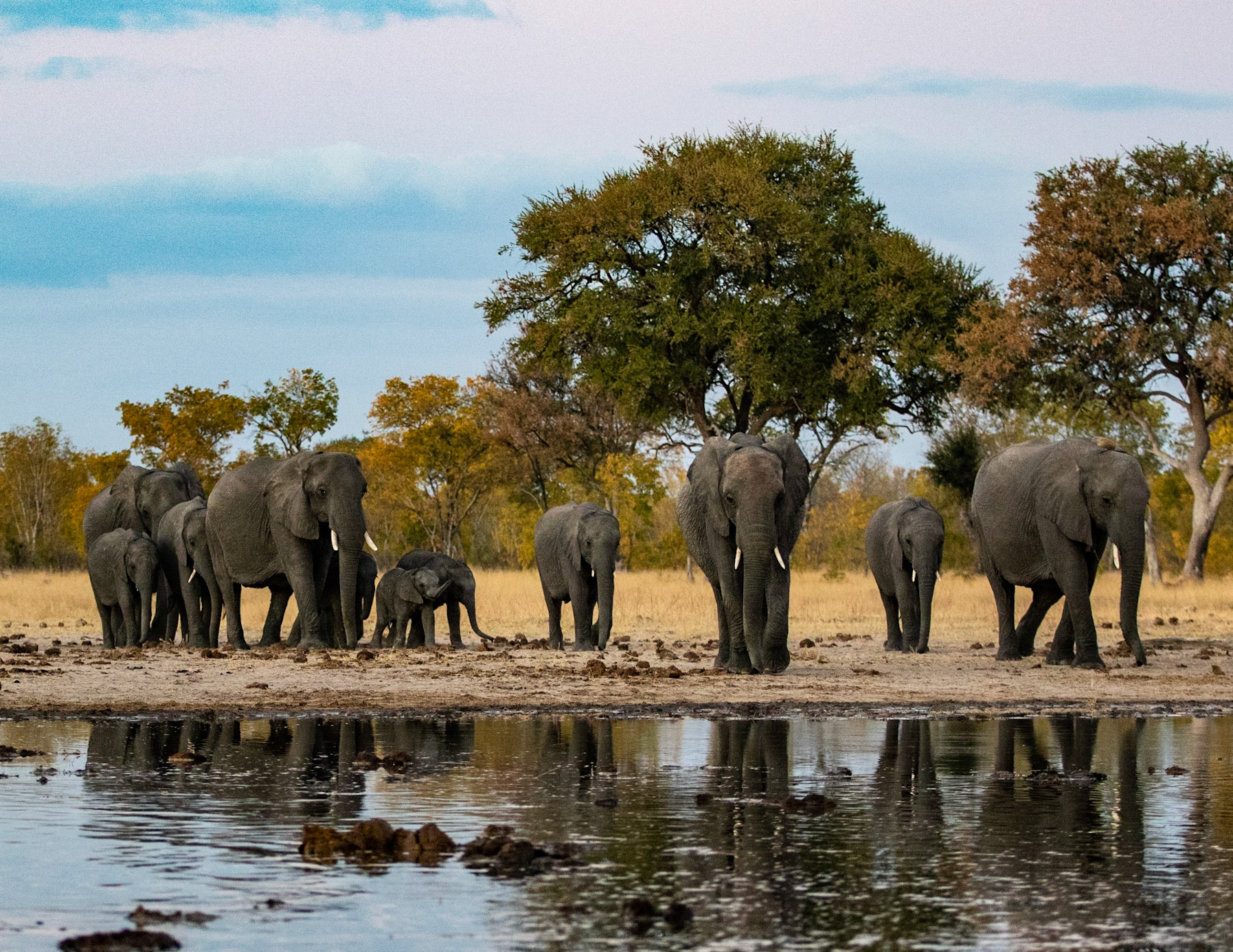 African Bush Elephants coming to the water hole in the evening. Hwange National Park, Zimbabwe
