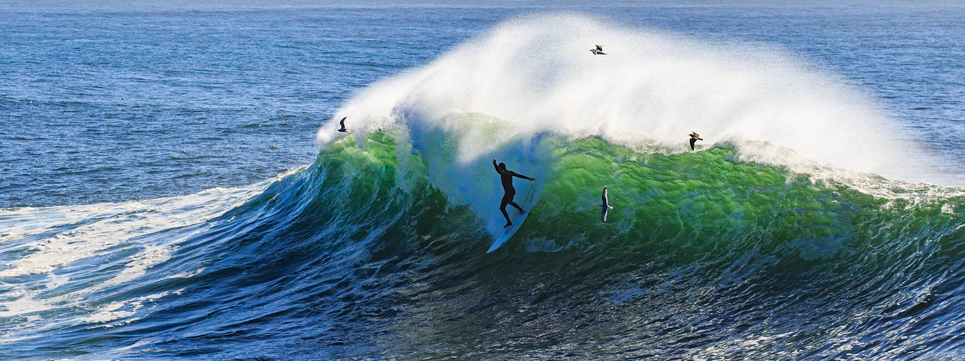Steamer Lane surfing with the birds