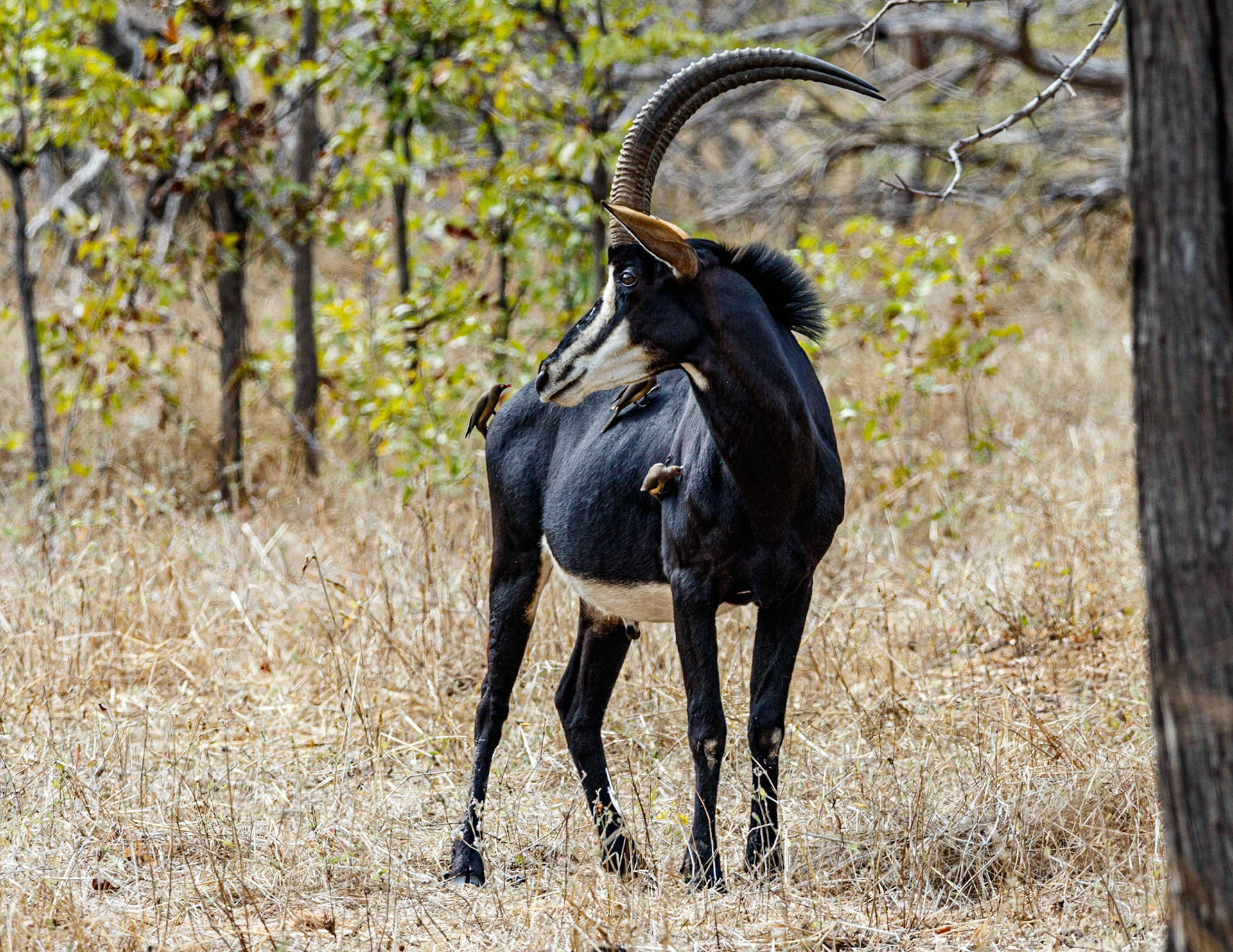Sable Antelope getting his morning grooming by the Red-billed Oxpeckers. Liwonde National Park, Malawi