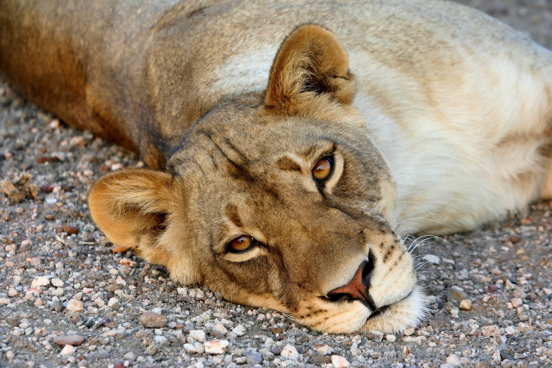A Lioness taking it easy and showing no concern but a curosity about us. Mashatu Game Reserve, Botswana