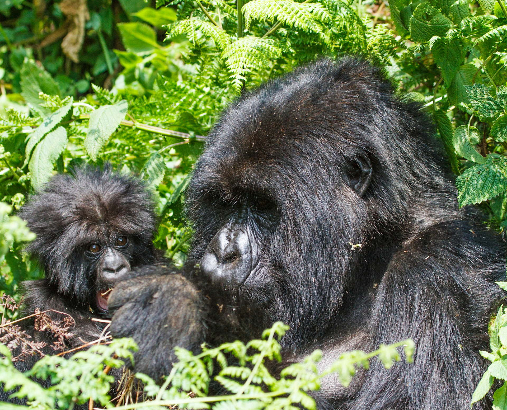 Female Mountain Gorilla and her offspring. Parc National de Volcans, Rwanda