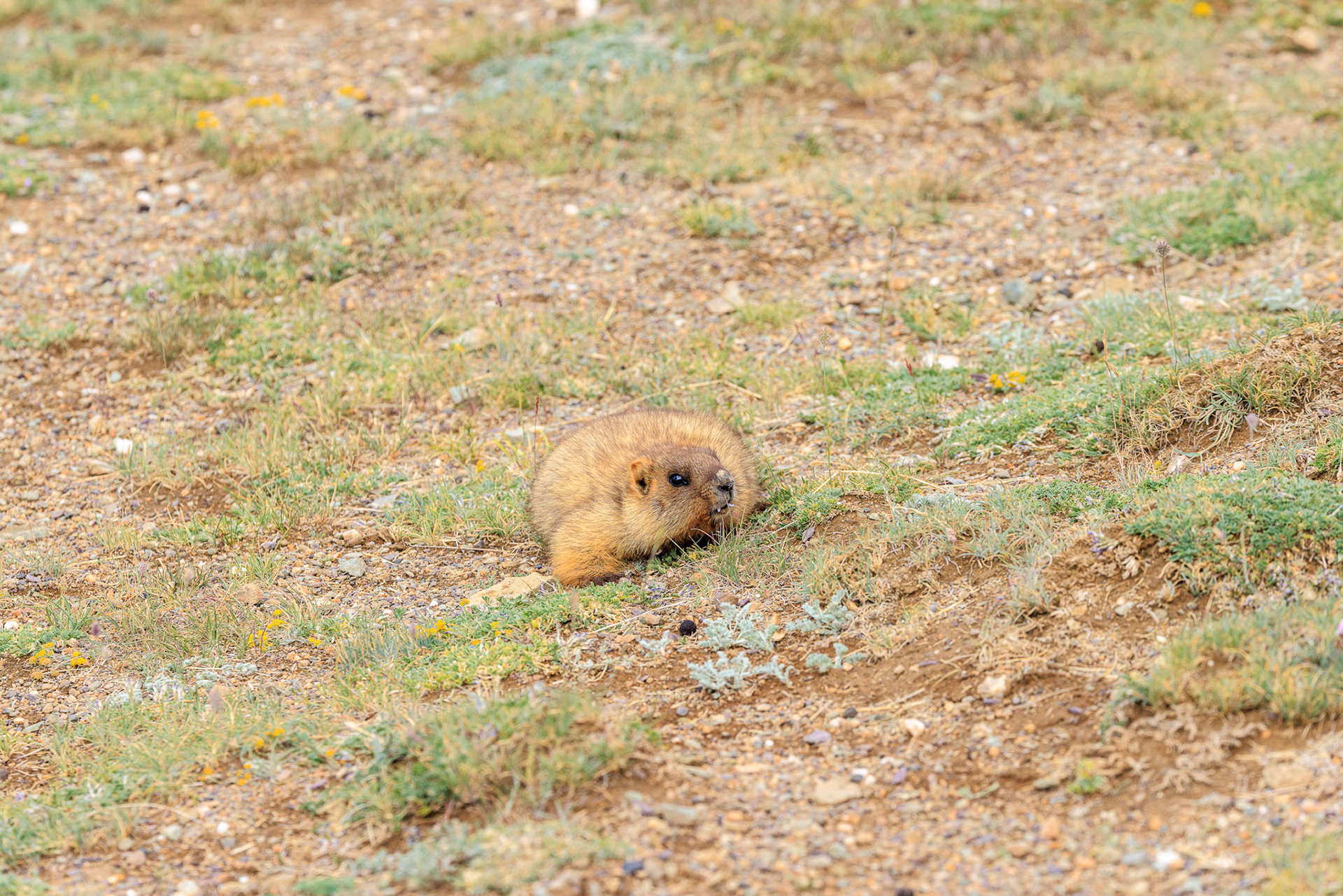 Altai ( Gray) Marmot (Marmota baribacina)