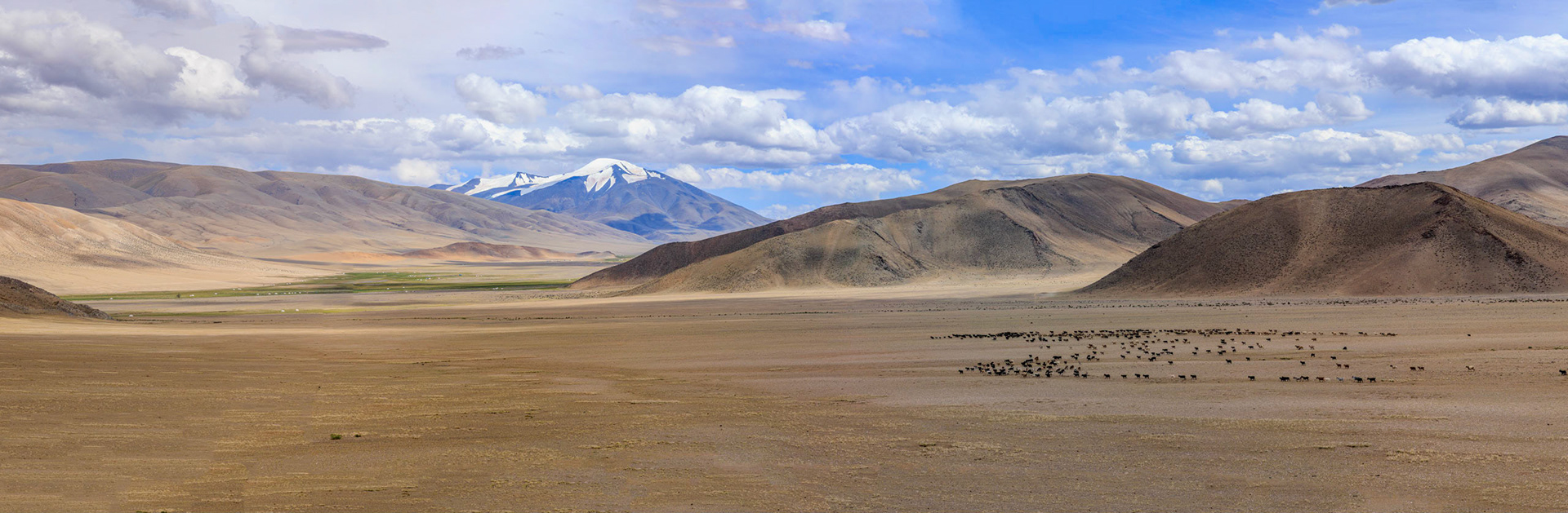  Gants Modnii Zuslian (SingleTree) area, Bayan-ölgiy Aimag (Province), Altantsögts Sum (District), Mongölia. Tsast Uul & Tsambagarav Uul in distance