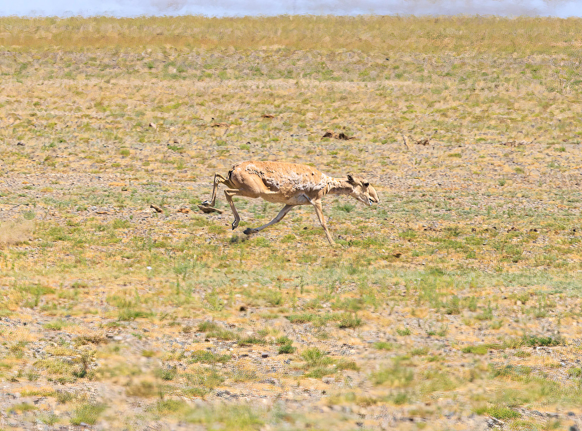 Saiga antelope, critically endangered and weird looking