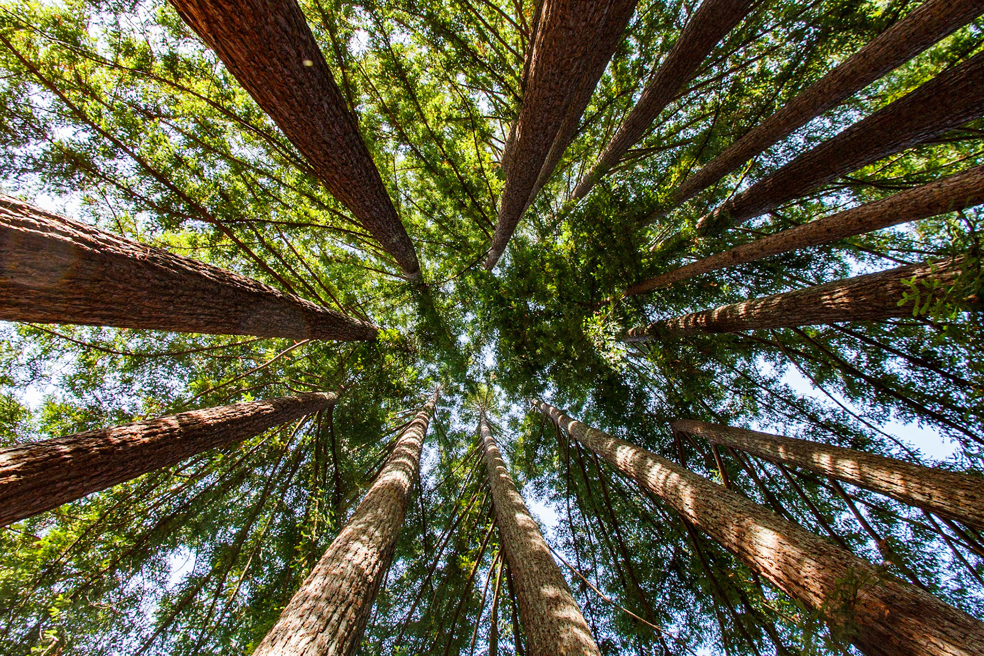 Looking up into the California Redwood fairy ring on our back deck between the house and san Lorenzo River. Sequoia sempervirens is the sole living species of the genus Sequoia in the cypress family Cupressaceae . Common names include coast redwood, coastal redwood and California redwood. It is an evergreen, long-lived, monoecious tree living 1,200–1,800 years or more.  The Coast Redwood (Sequoia sempervirens) is the world's tallest tree. Like the other redwoods, it has a massive trunk that only tapers slightly. The many, and much smaller, branches grow out horizontally. On young trees the branches start from ground level, but mature trees growing close together in a forest lose their lower branches up to a level of 20 or 30 meters (66 to 100 feet). This allows room for other plants, even other trees, to flourish in their shade.The trunk is covered with thick (up to 30 cm or 1 foot) reddish bark, which is soft and fibrous. The bark is highly resistant to fire, which protects the trees from all but the very worst forest fires. Unlike those of most other trees, the roots of the Coast Redwood do not go deep into the ground but spread out widely just under the surface. Dark green, needle-like leaves cover the branches. The seed cones are small (1.5 to 3 cm; 0.6 to 1.2 inches) and bear very small winged seeds in late fall when the rainy season is starting and the chances for the survival of the seedlings are best.Coast Redwoods are among the longest lived of all living things, reaching an age of 2,000 years or more.