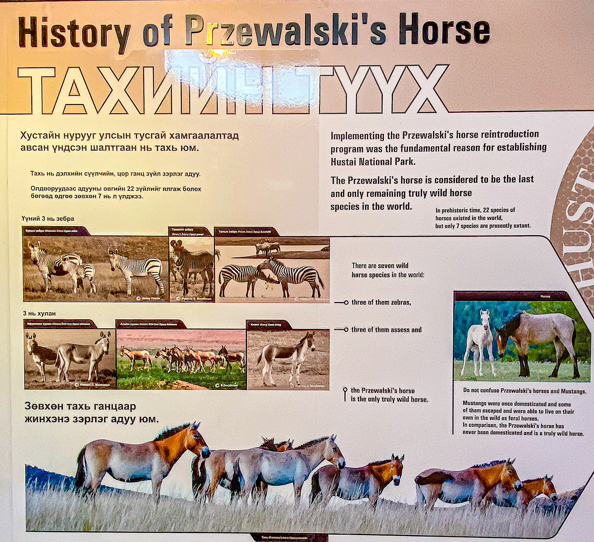 The only living Wild Horse in existance