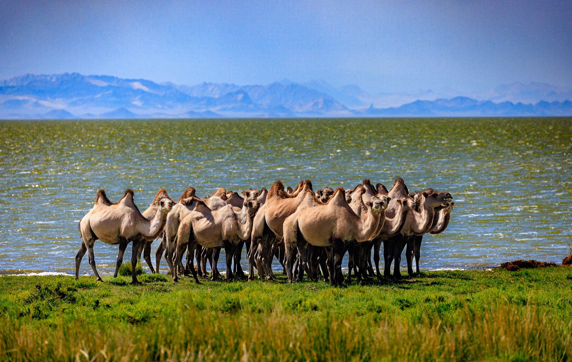 The Wild Bactrian camels came together to pose for us?