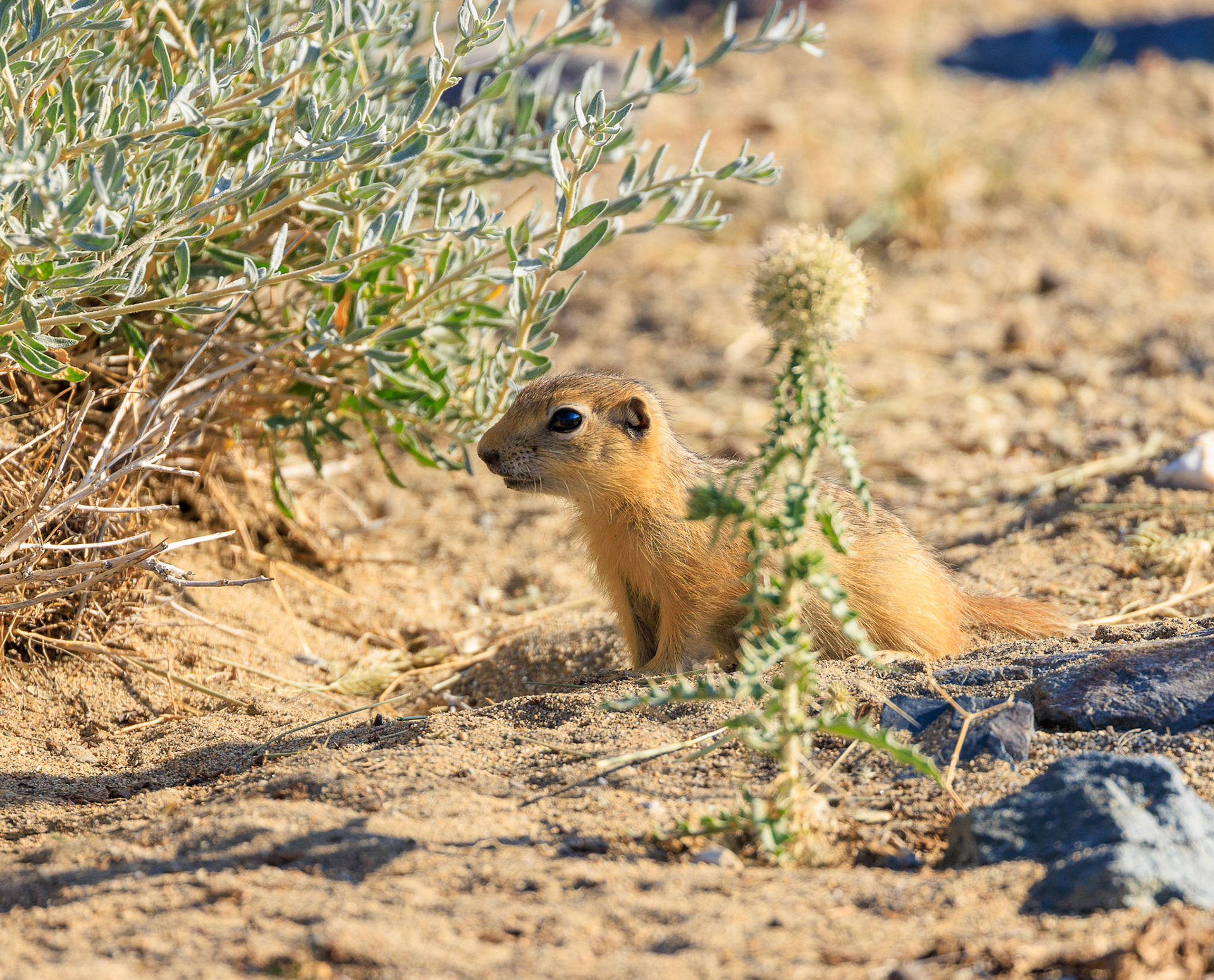 Friendly local creature, Long-tailed squirrel