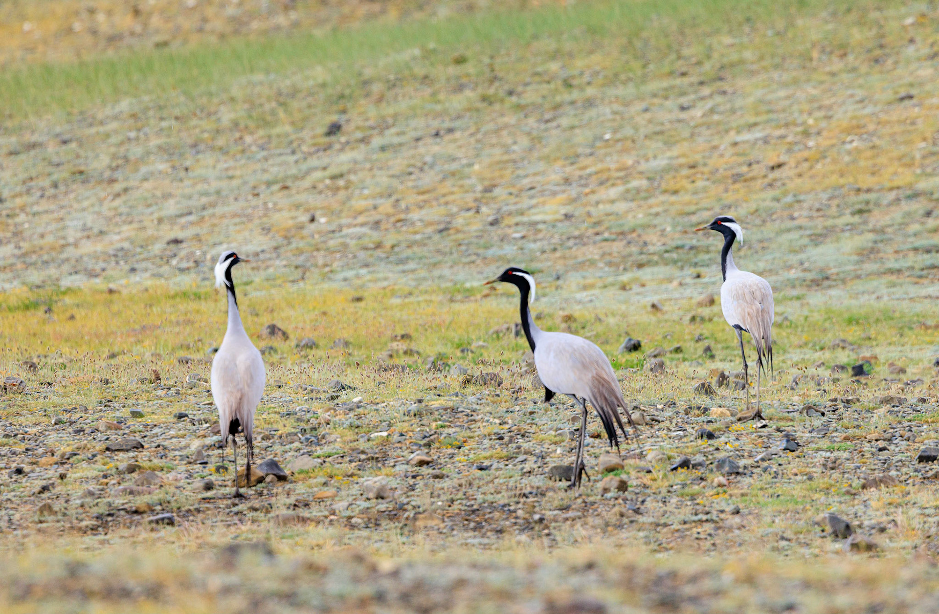 Demoiselle Cranes
