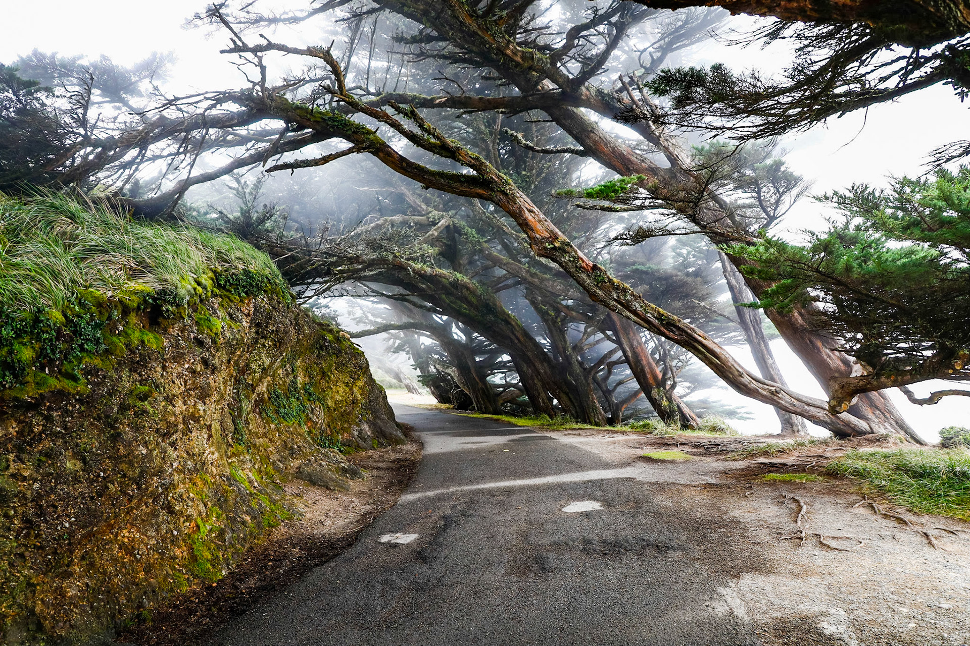 Wind swept trees on the road to the Lighthouse, Point Reyes National Seashore, California