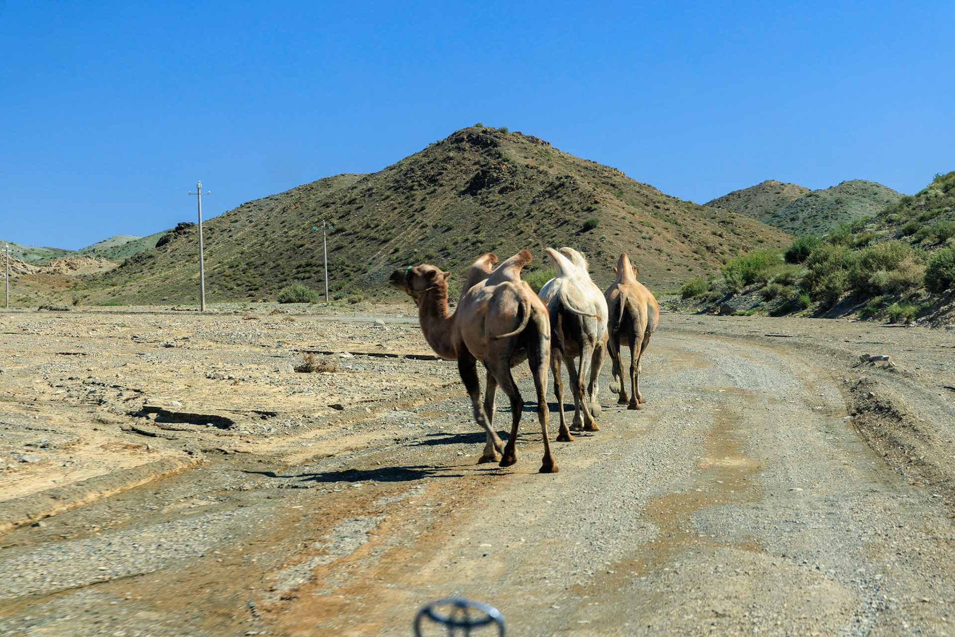 Wild Bactrian camels 