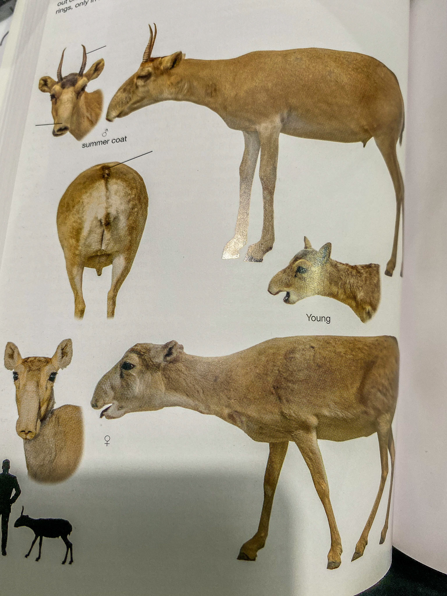  saiga antelope ( Saiga tatarica)