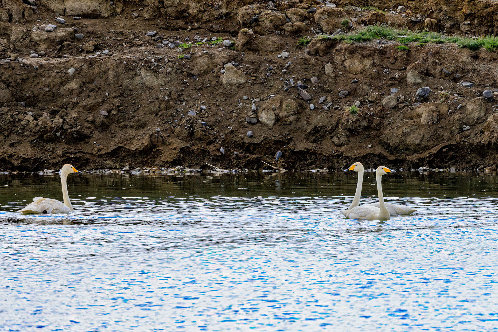 Whooper swans enjoying the water