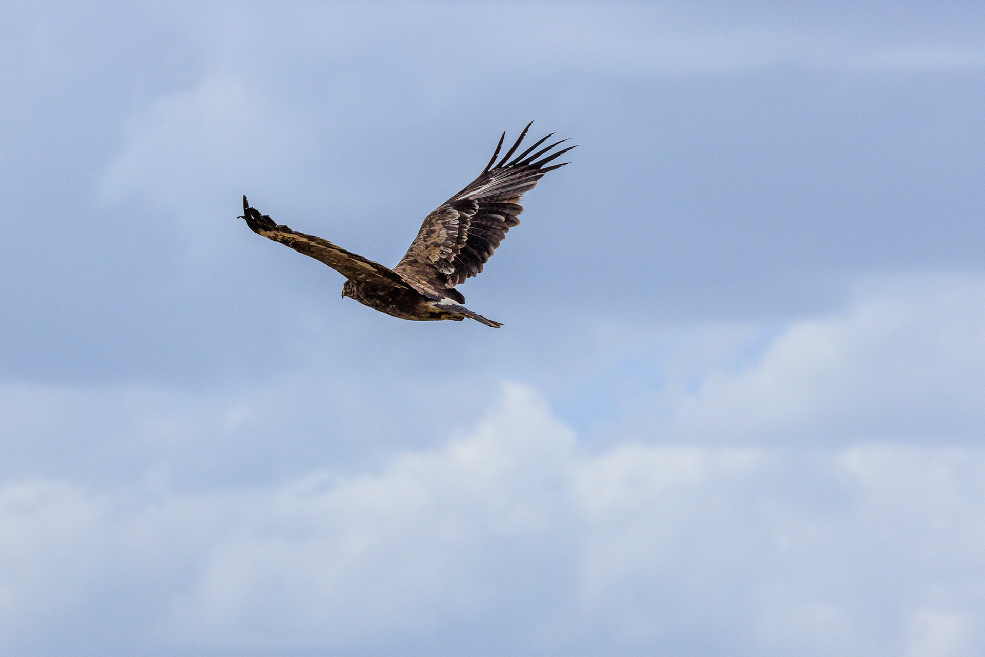 Golden Eagle in flight