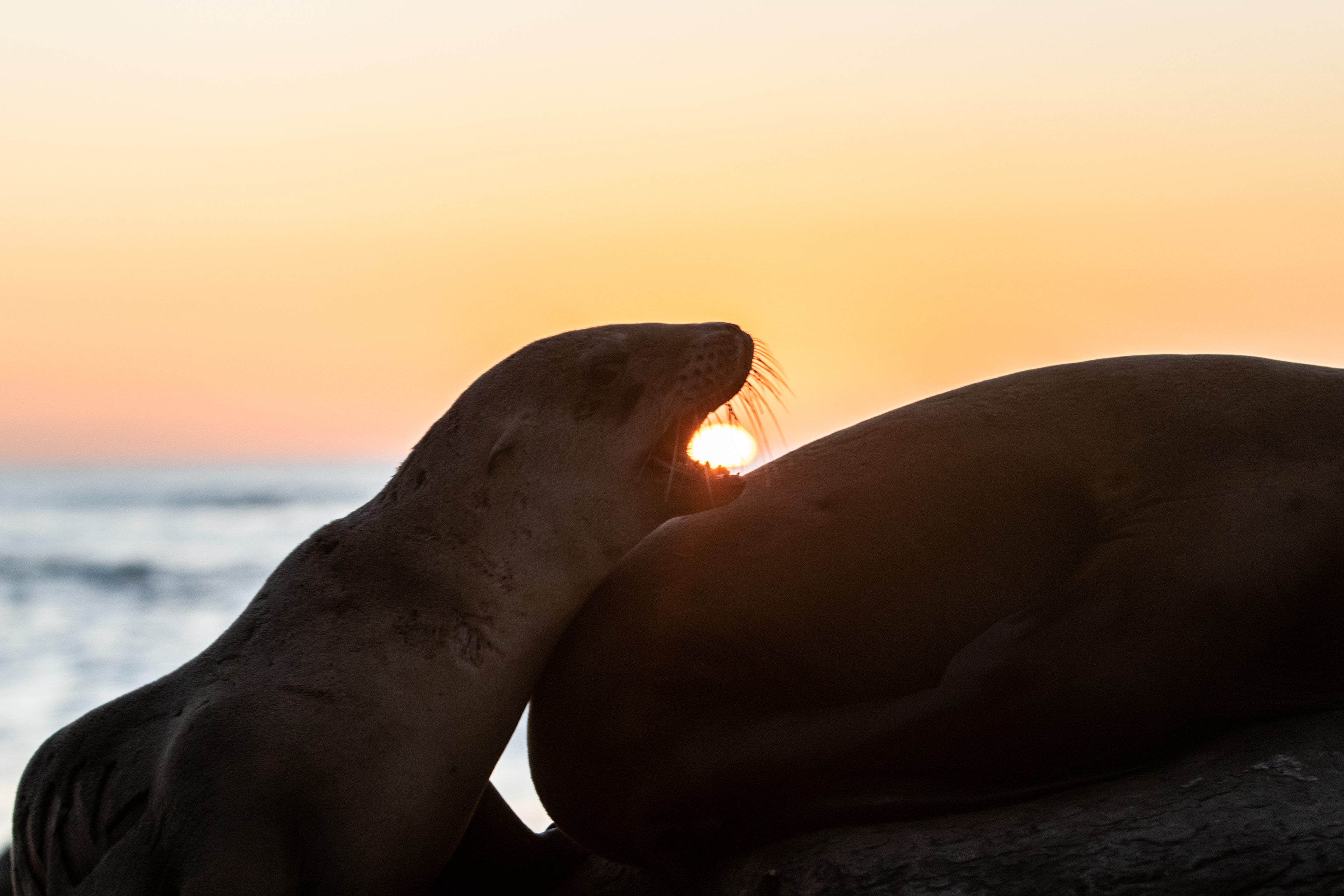 This sea lion pup takes a quick bite of the sun as it sets over La Jolla, CA.