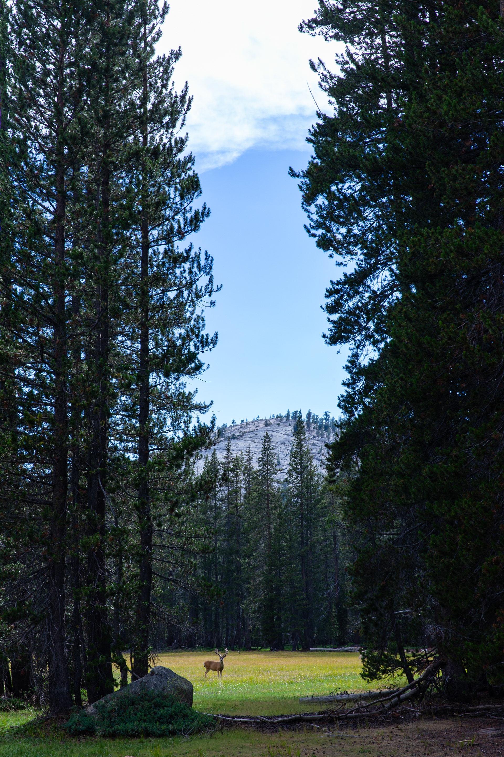 A deer stands alert through the trees in this Yosemite NP meadow.