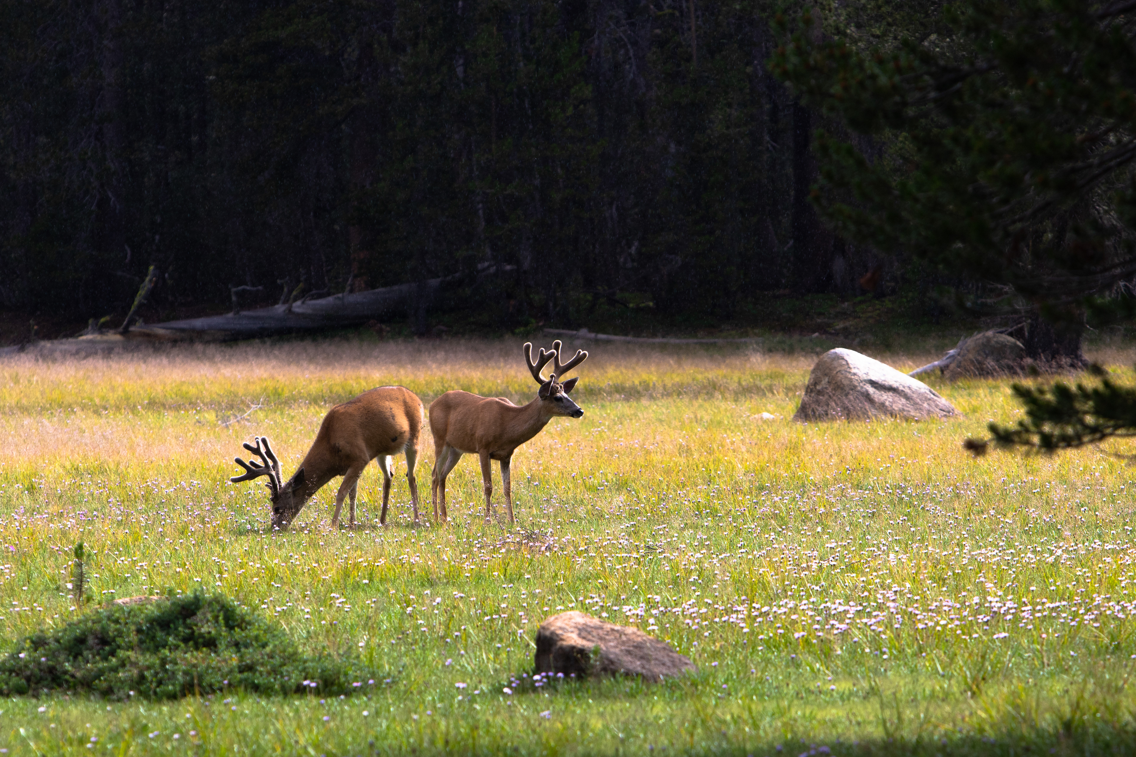 Two deer strike complementary poses while grazing in the light rain of a Yosemite NP meadow.