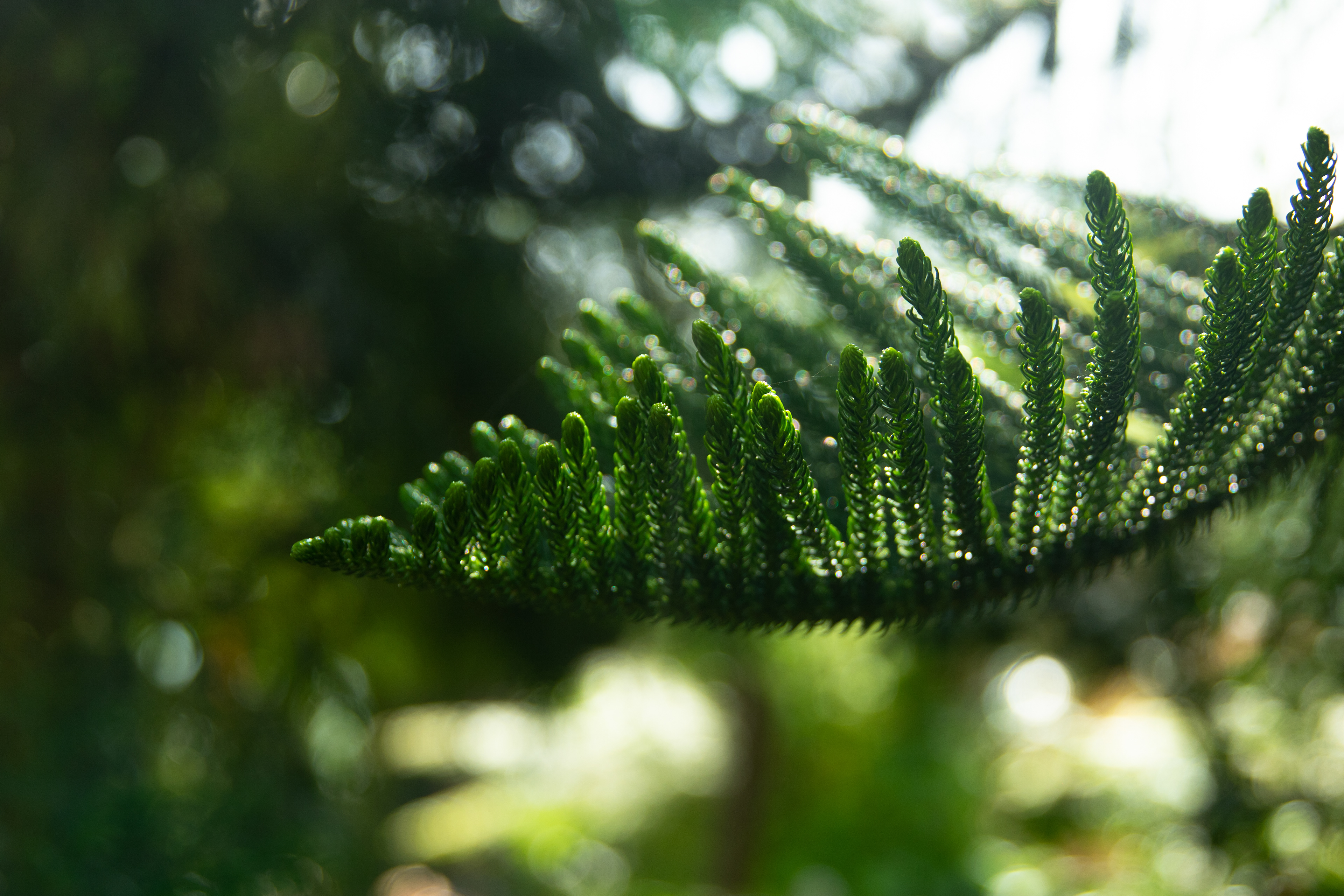The windows of a Singapore garden provide a soft light that allows these leaves to sparkle.