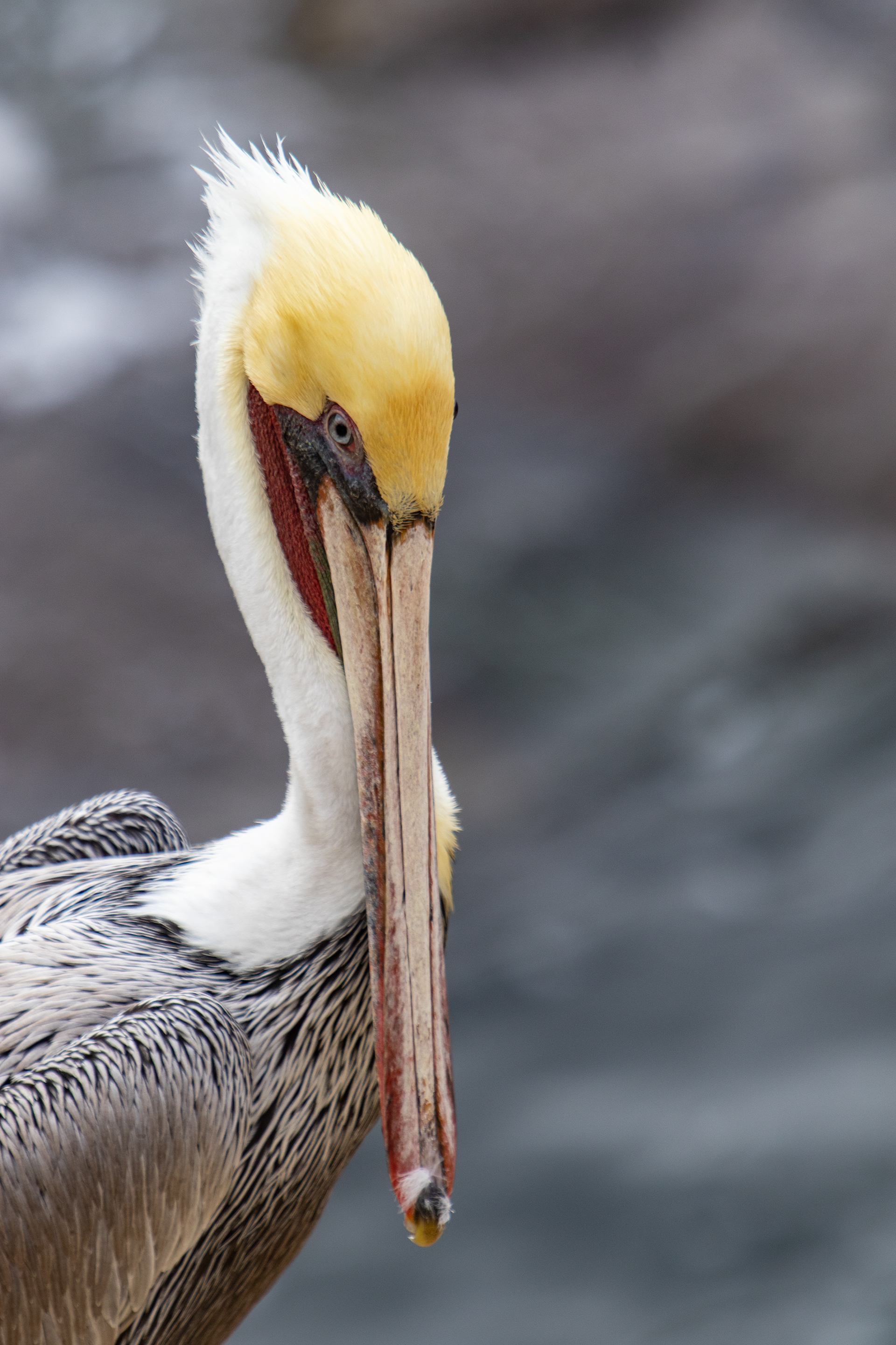 A brightly colored pelican strikes a pose for the camera.