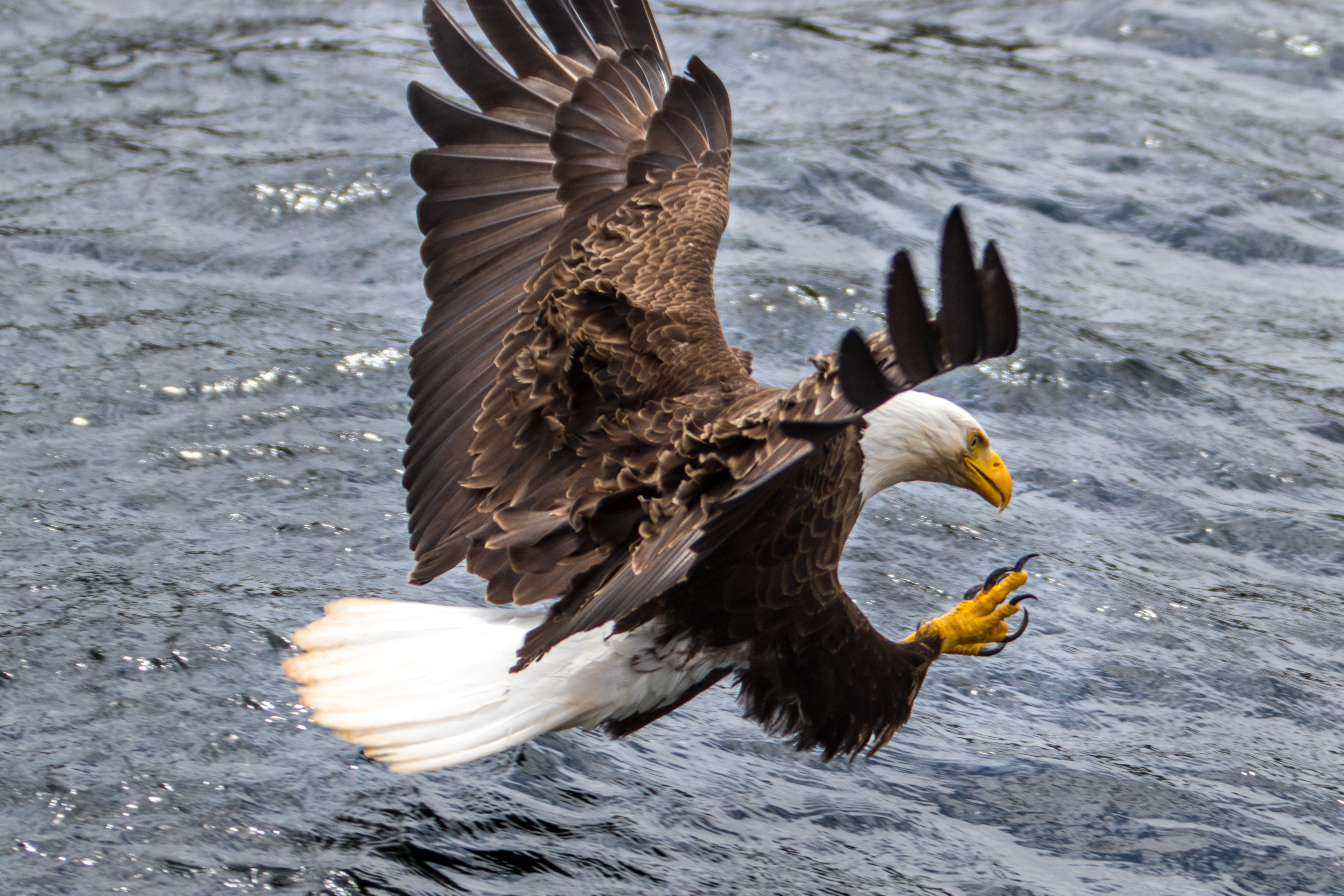 A bald eagle comes in for lunch in Cape Breton, Nova Scotia.