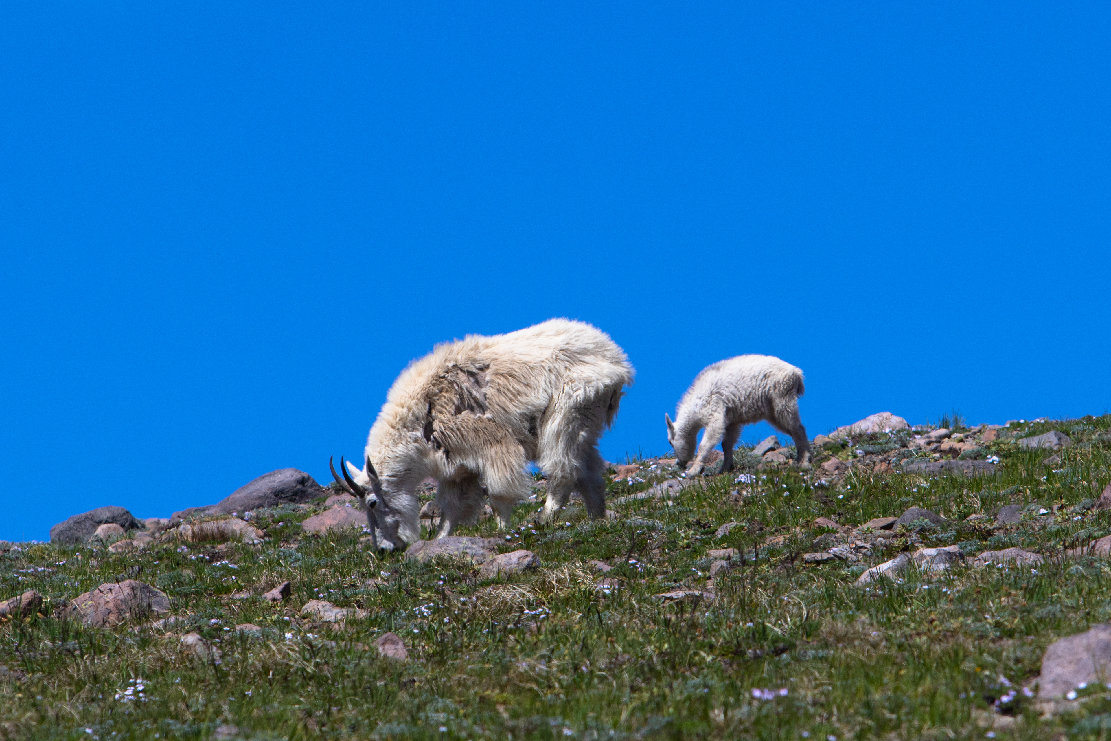 A young mountain goat follows along, eating in the deep blue sky.